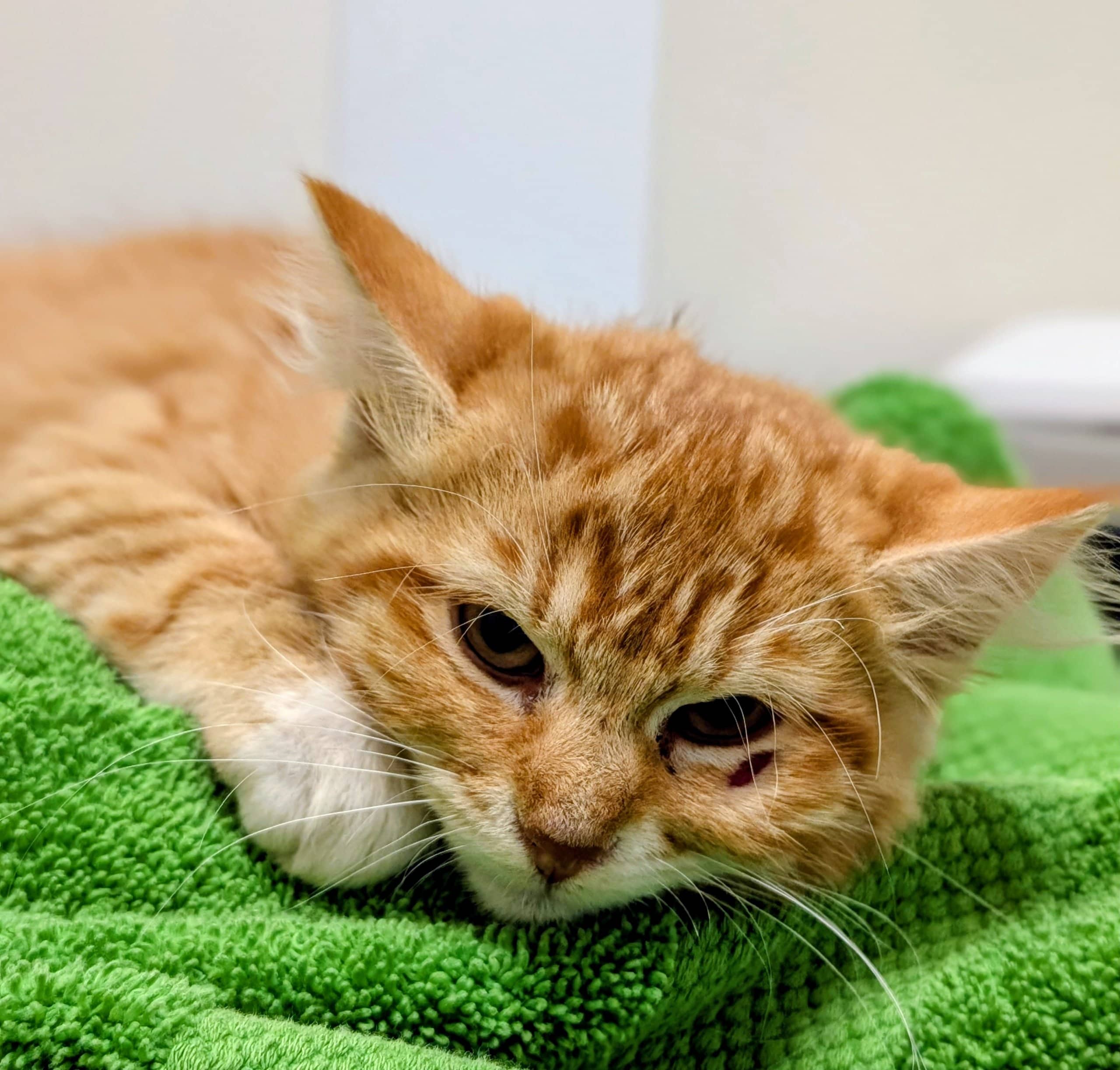 Leïa - Domestic Shorthair available for adoption