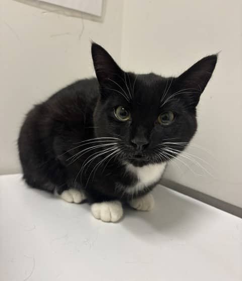 Moustache - Domestic Shorthair cat available for adoption at SPA de Québec in Quebec City