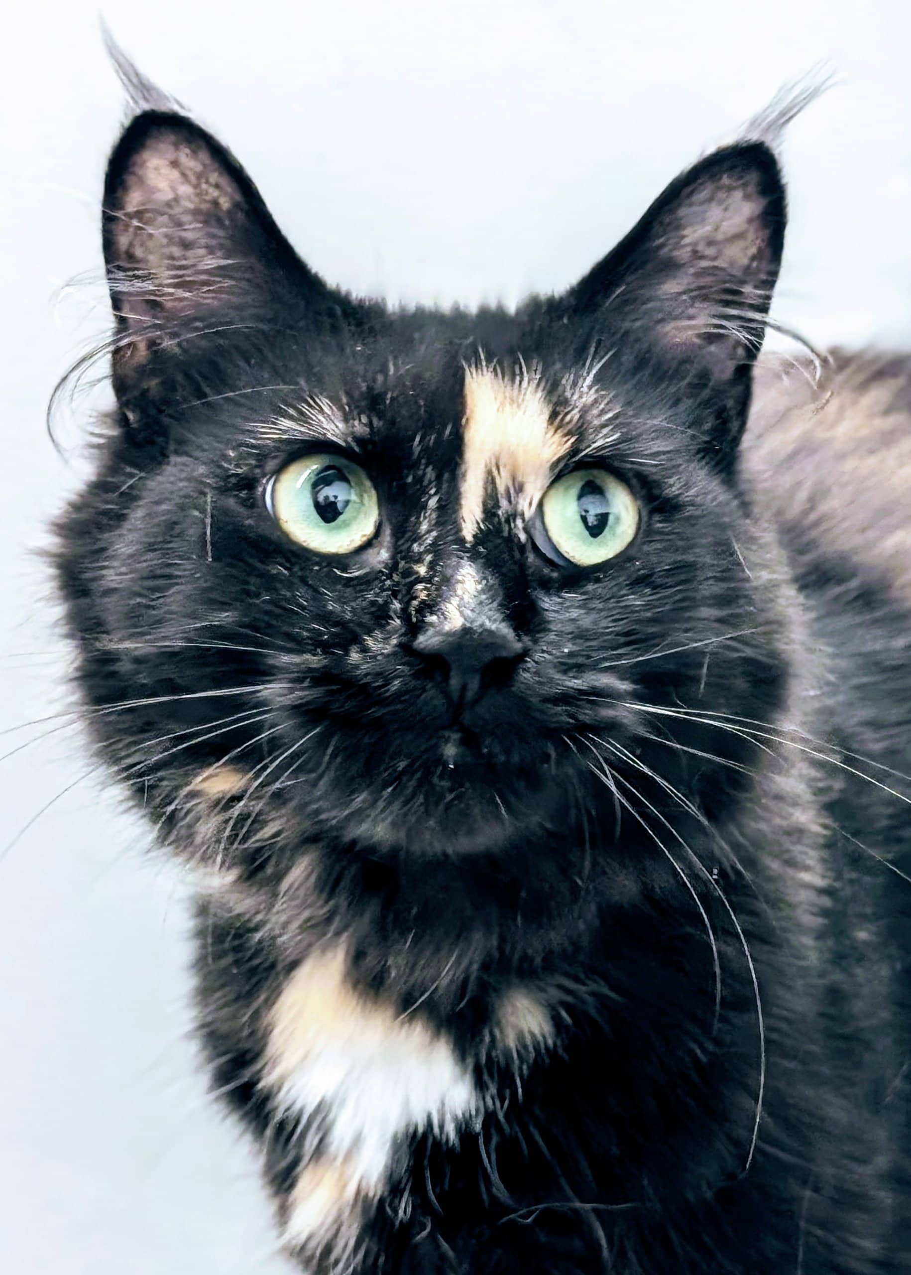 Clarence - Domestic Shorthair available for adoption