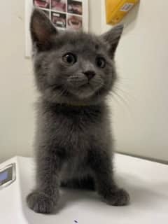 Céruléen - Domestic Shorthair cat available for adoption at SPA de Québec in Quebec City