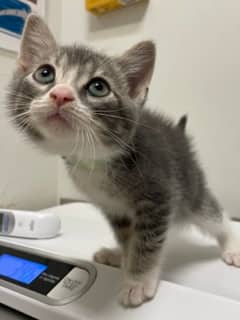 Cyan - Domestic Shorthair cat available for adoption at SPA de Québec in Quebec City