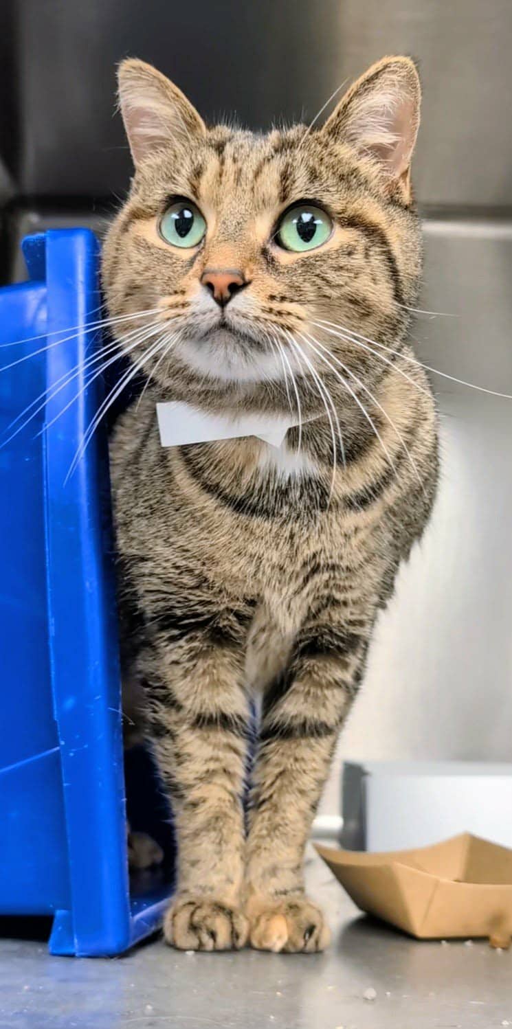 Emy - Domestic Shorthair available for adoption