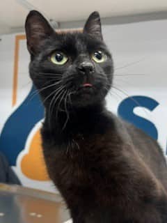 Wanda - Domestic Shorthair available for adoption