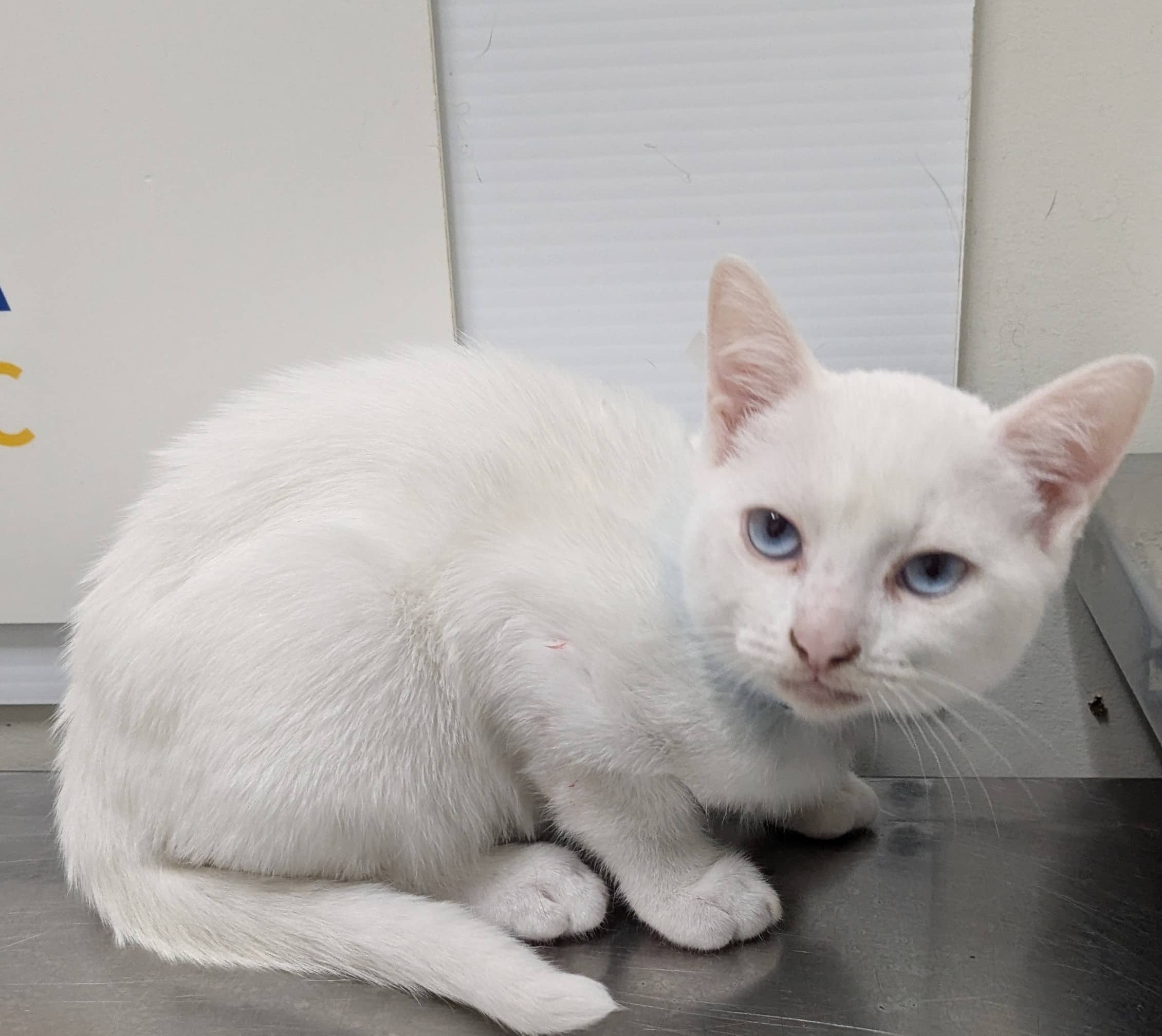 Alaska - Domestic Shorthair cat available for adoption at SPA de Québec in Quebec City