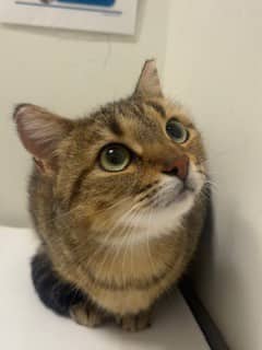 Monique (Rosie) - Domestic Shorthair cat available for adoption at SPA de Québec in Quebec City