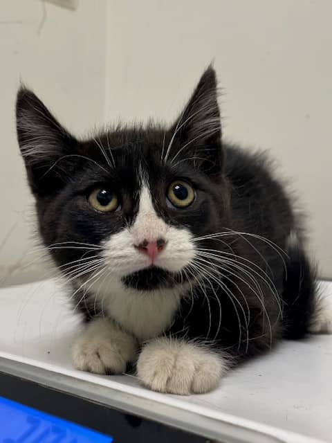 Poof - Domestic Shorthair cat available for adoption at SPA de Québec in Quebec City
