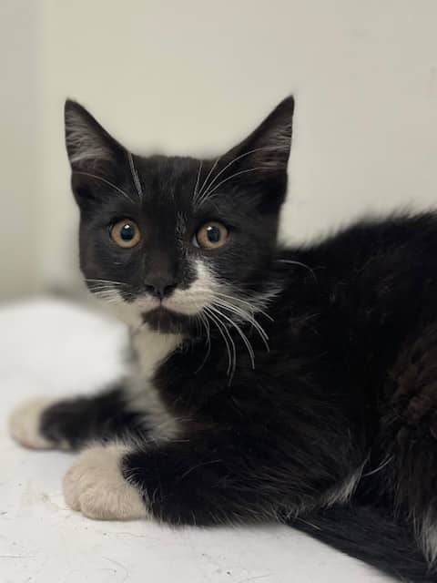 Butterbeer - Domestic Shorthair cat available for adoption at SPA de Québec in Quebec City
