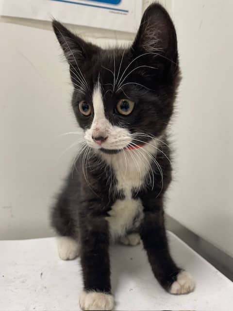 Nimbus 3000 - Domestic Shorthair cat available for adoption at SPA de Québec in Quebec City