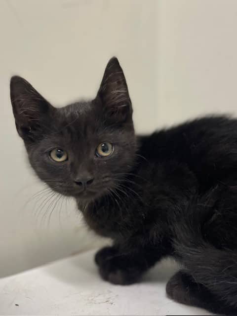 Gringotts - Domestic Shorthair cat available for adoption at SPA de Québec in Quebec City