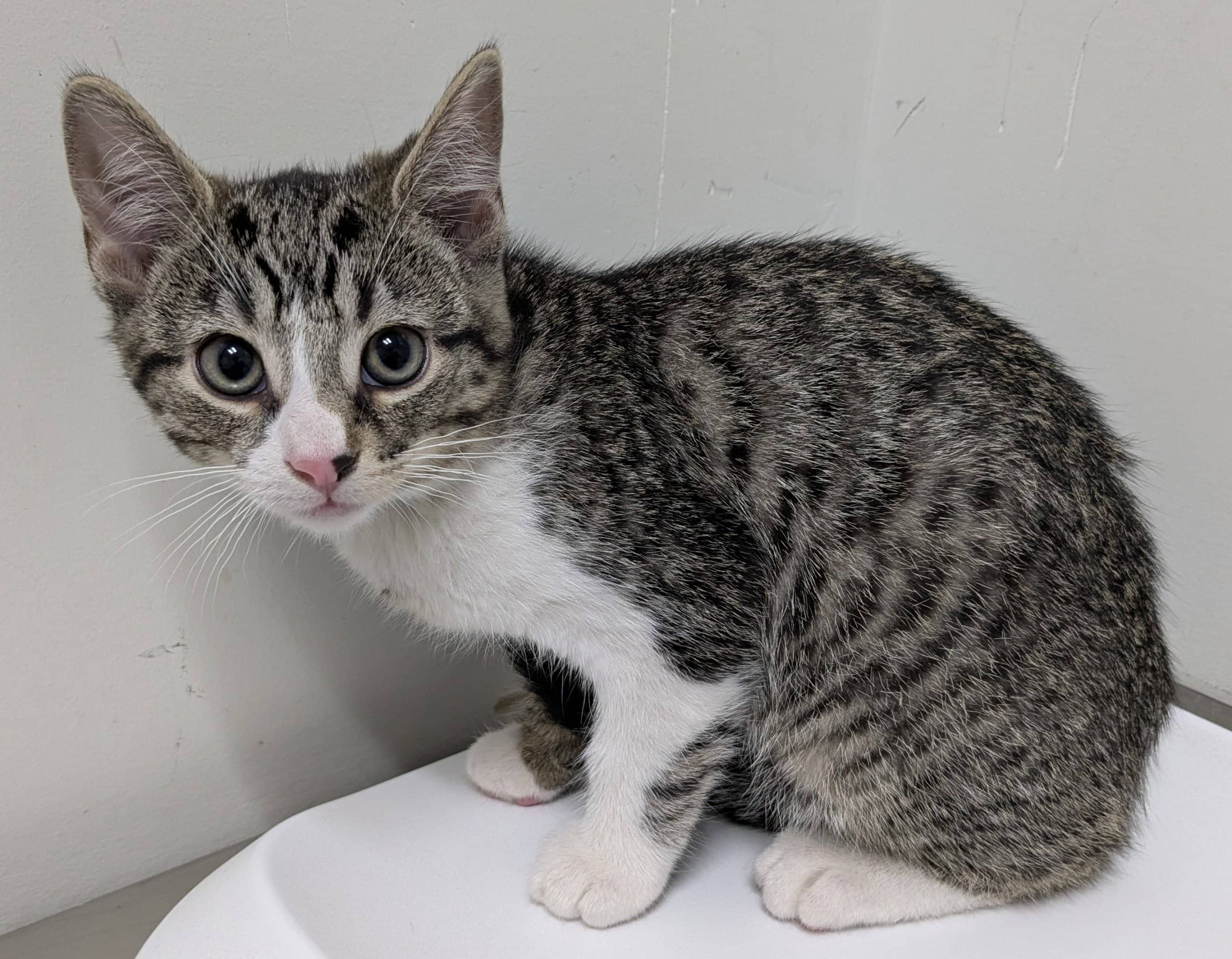 Courgette - Domestic Shorthair cat available for adoption at SPA de Québec in Quebec City