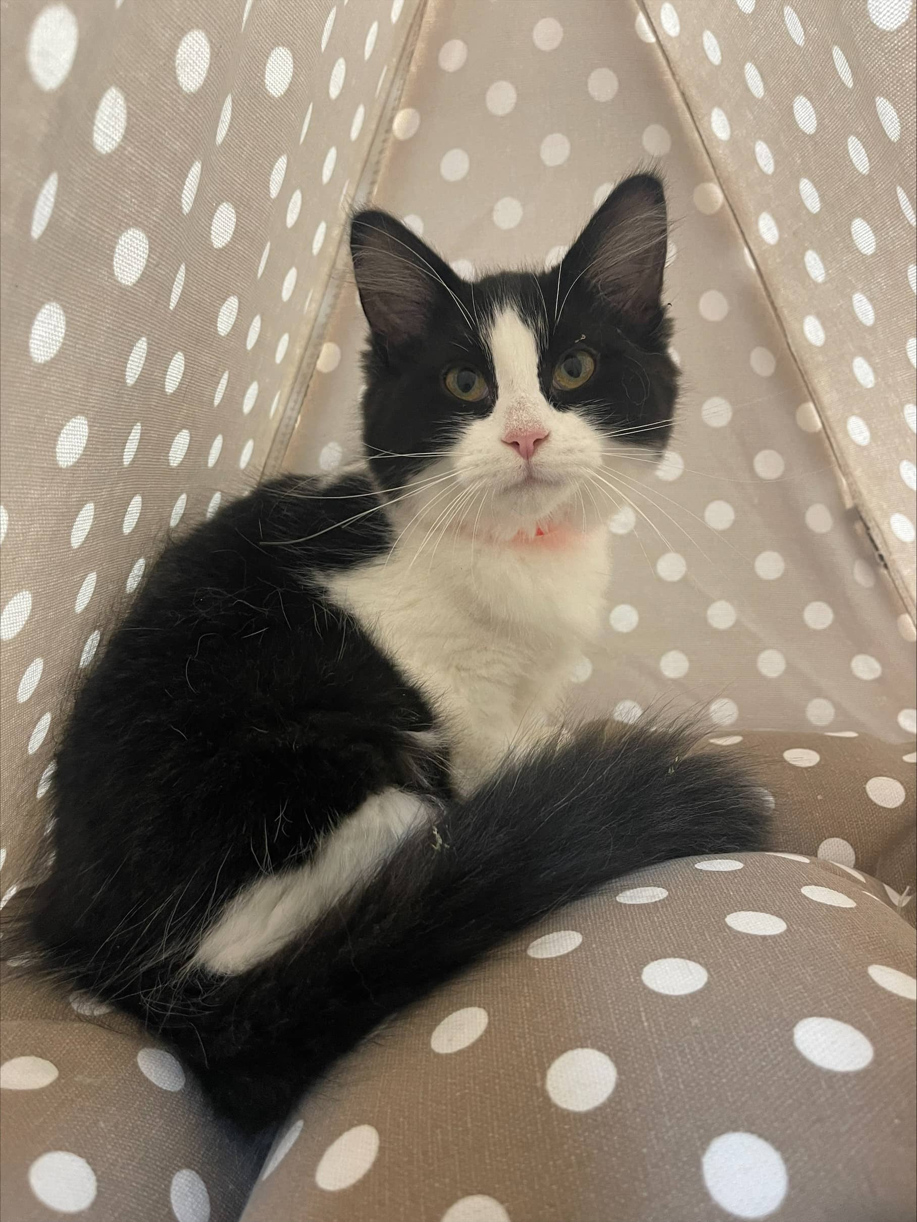 Alana - Domestic Shorthair available for adoption