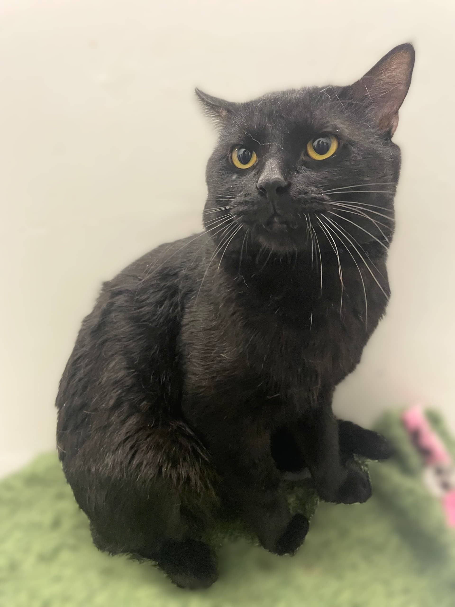 Blacky - Domestic Shorthair cat available for adoption in Quebec