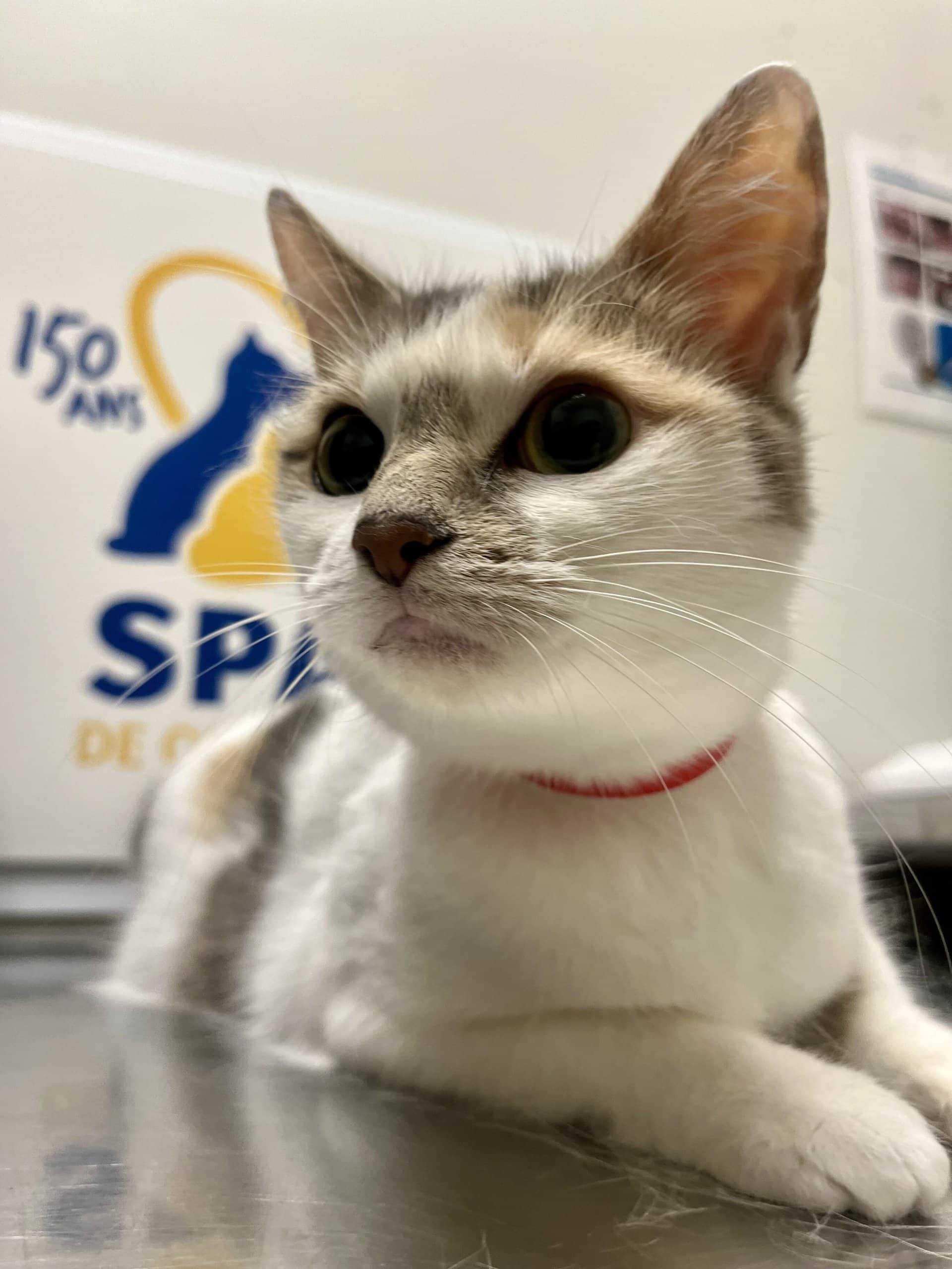 Mochi - Domestic Shorthair cat available for adoption at SPA de Québec in Quebec City