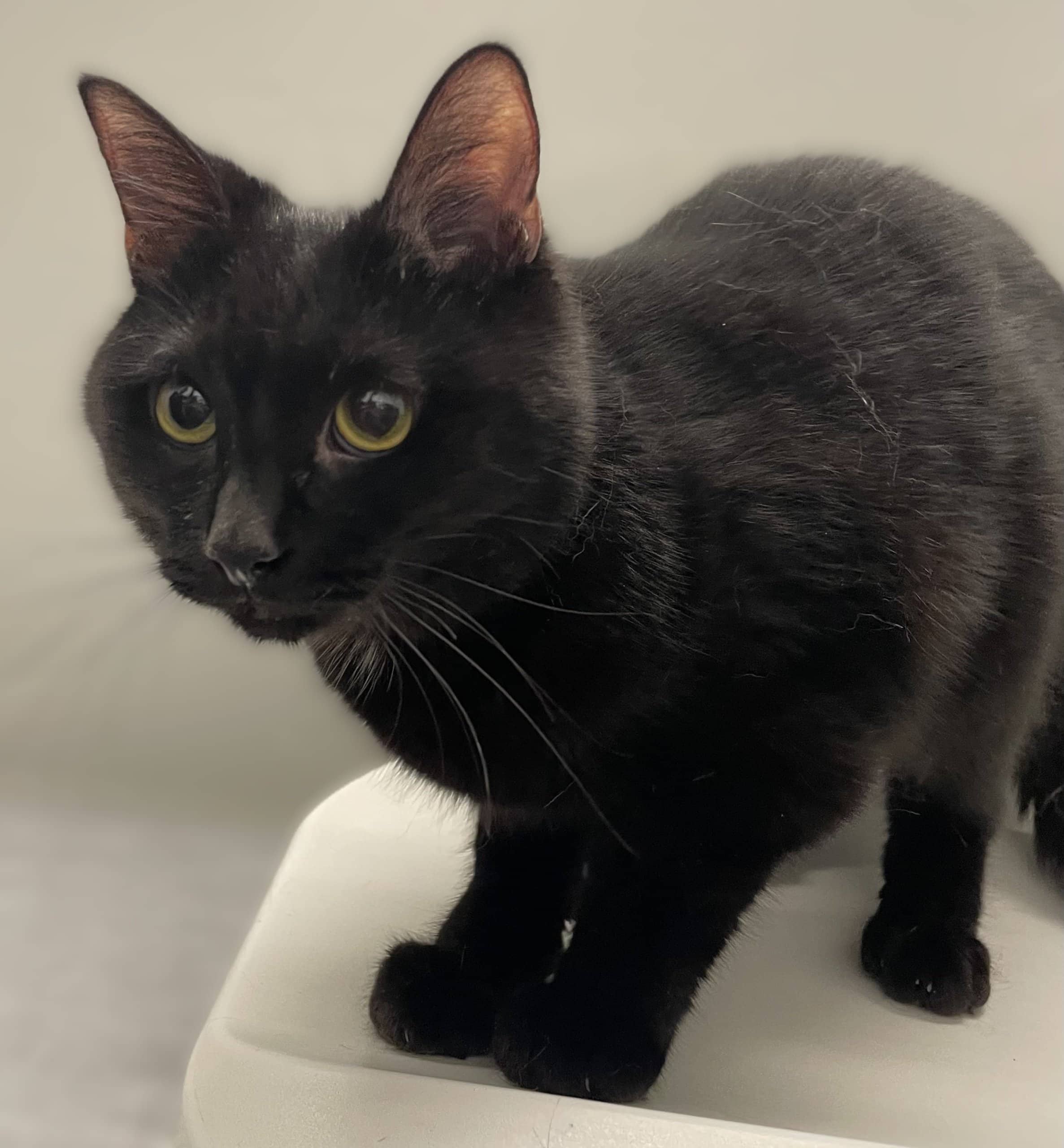 Glue - Domestic Shorthair cat available for adoption at SPA de Québec in Quebec City