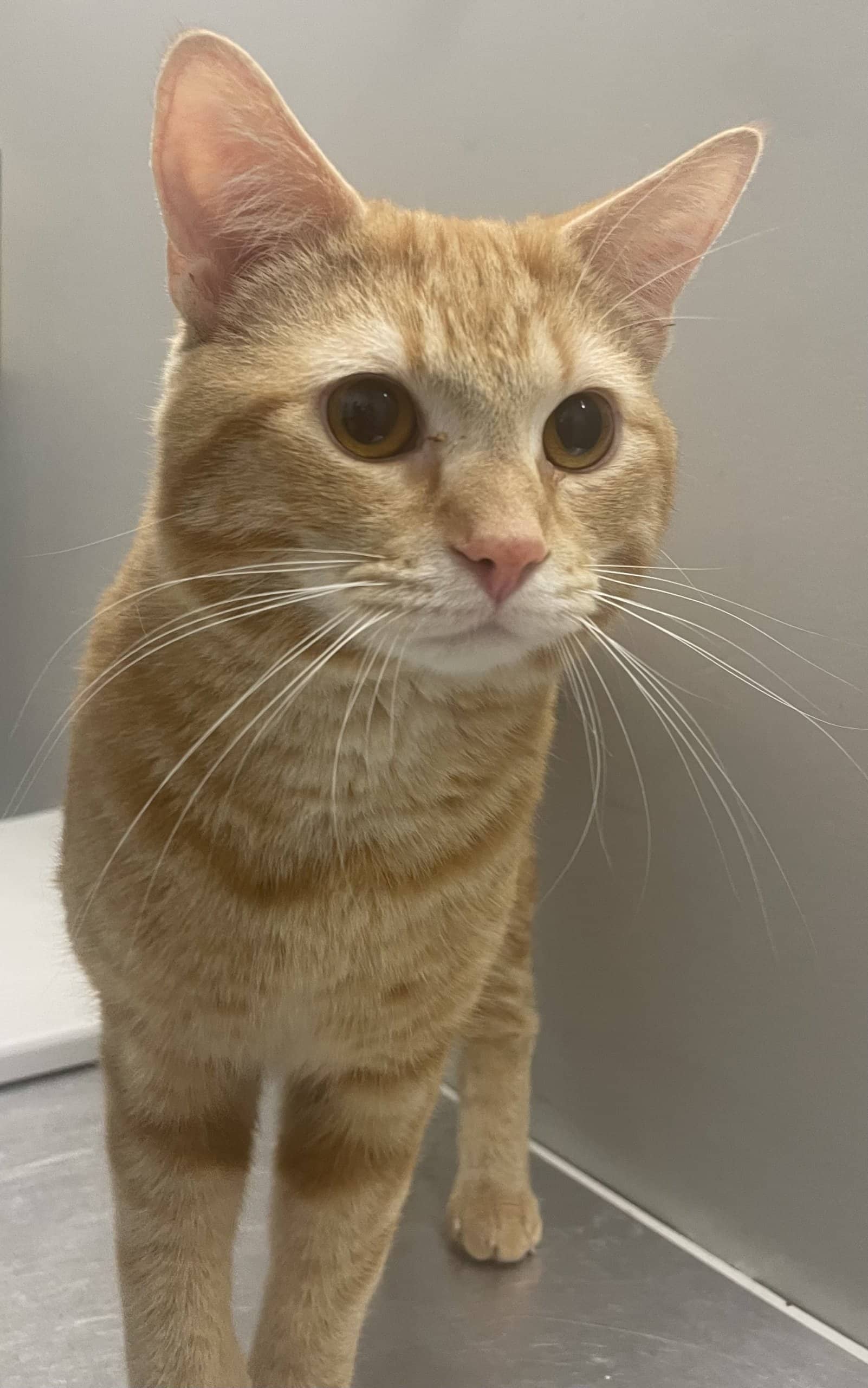 Capicollo - Domestic Shorthair available for adoption