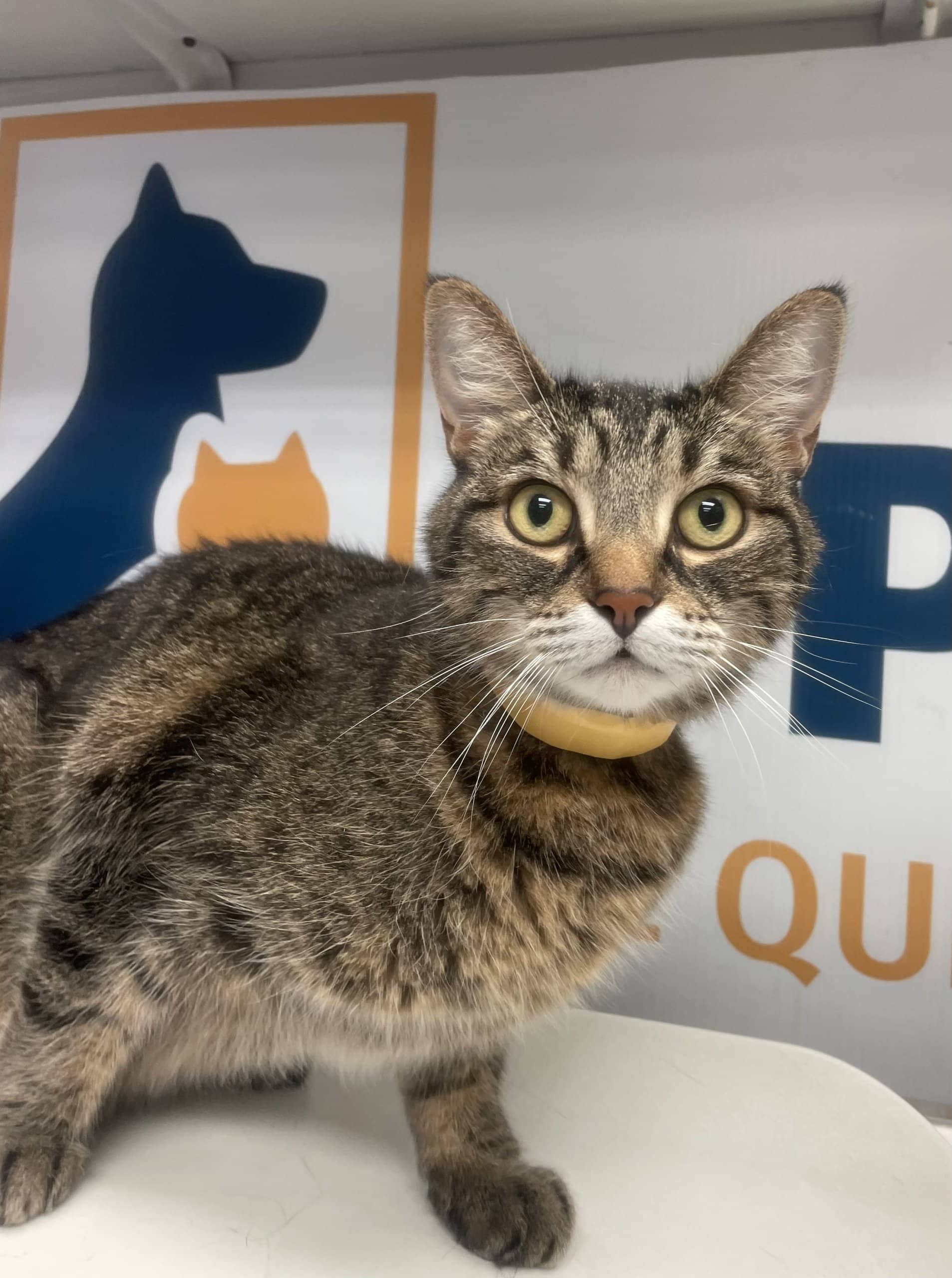 Chlorexidine - Domestic Shorthair cat available for adoption at SPA de Québec in Quebec City