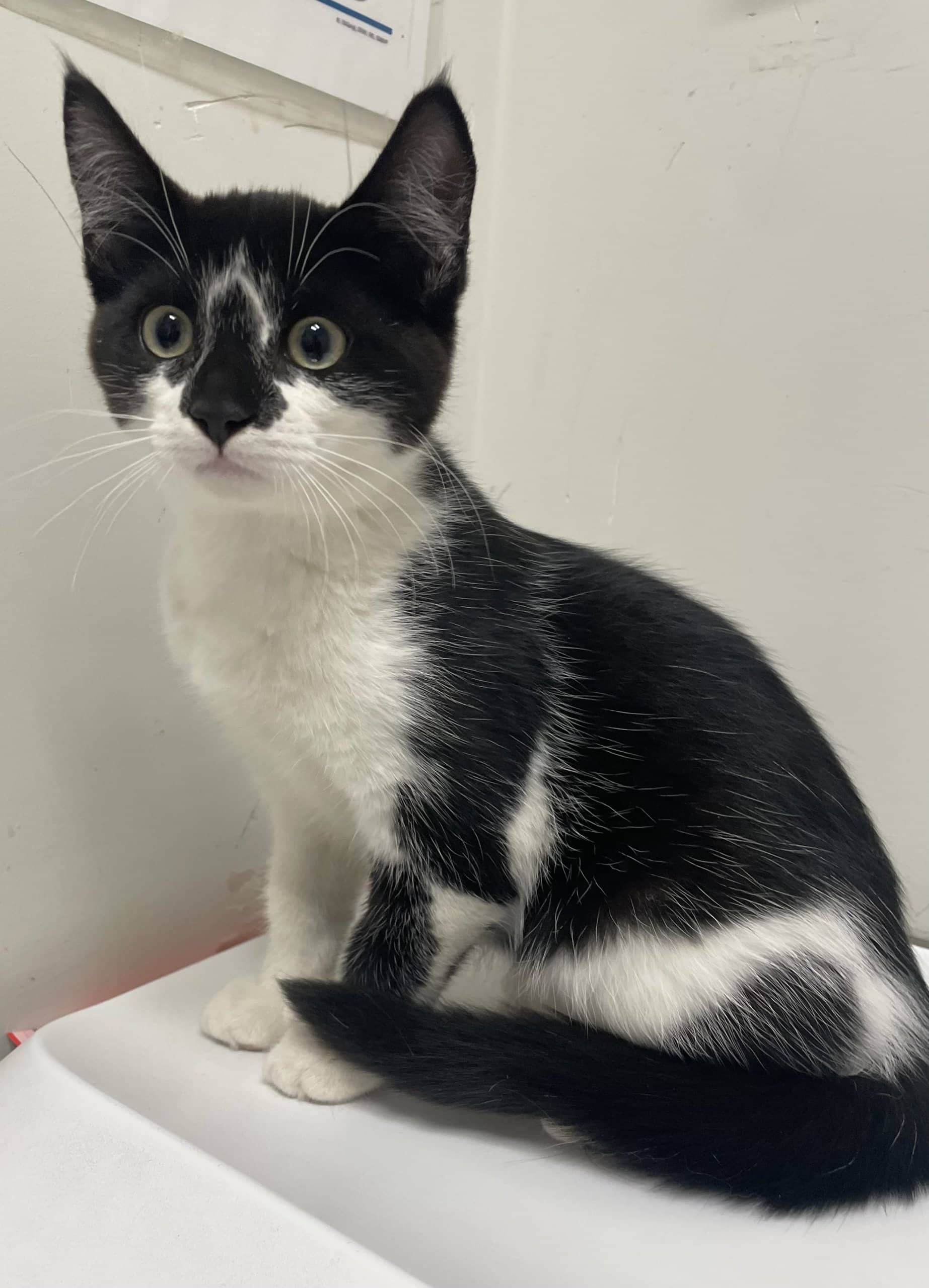 GrilloBoost - Domestic Shorthair cat available for adoption at SPA de Québec in Quebec City