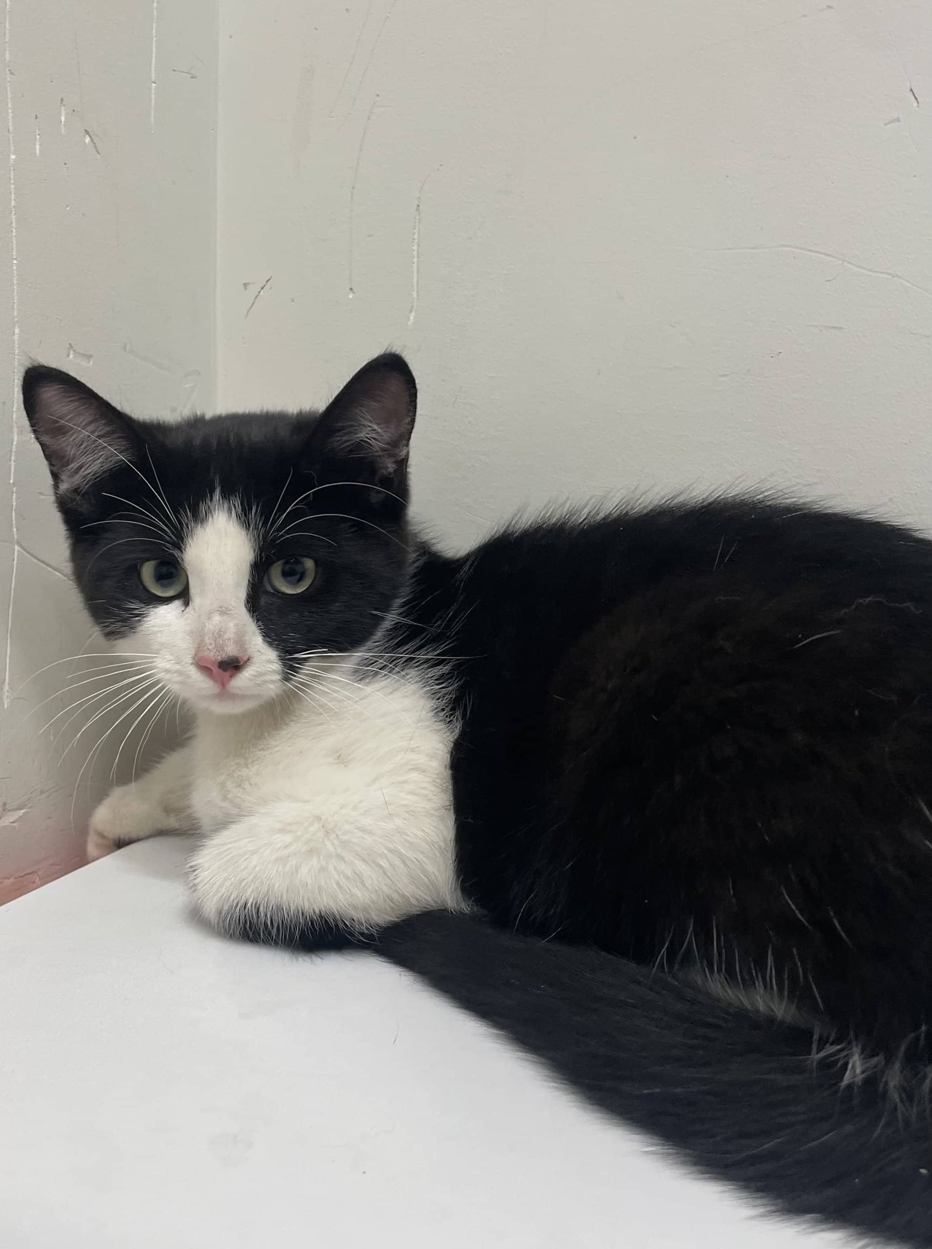 CrunchProtein - Domestic Shorthair available for adoption