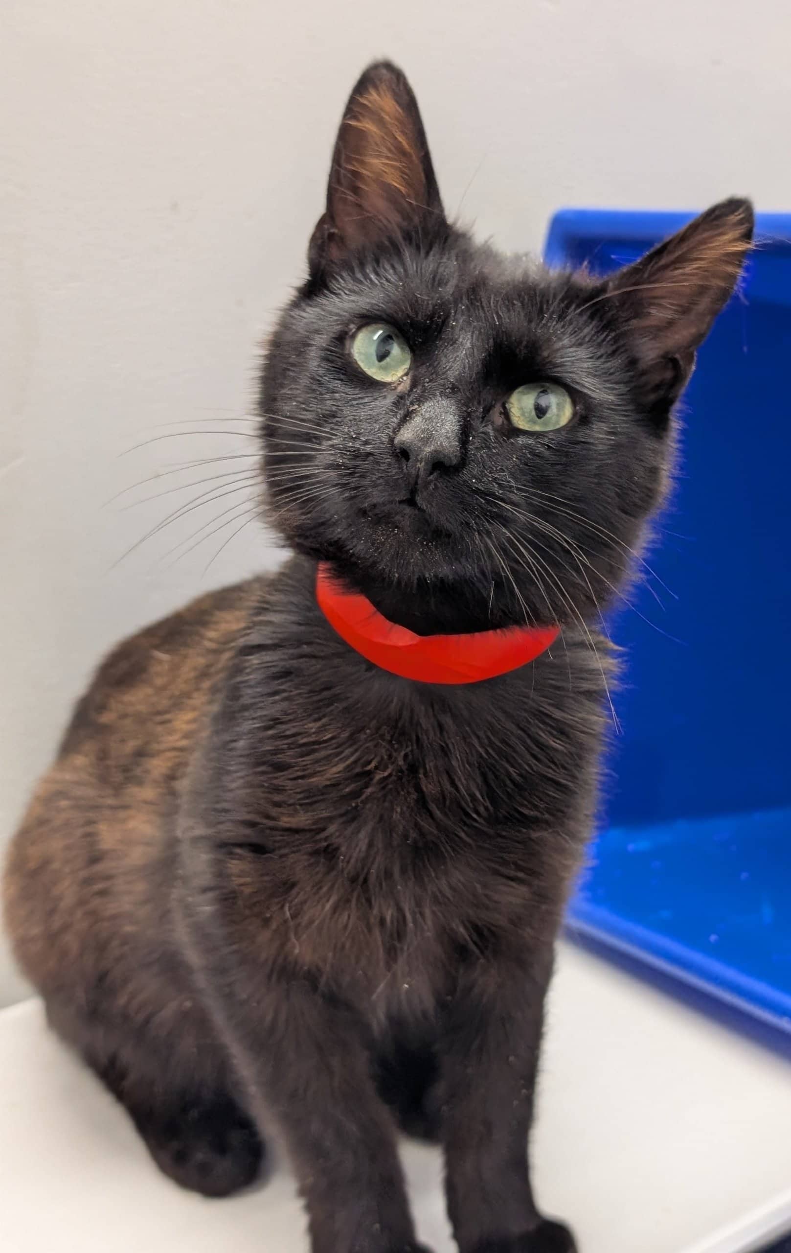 Black Kirk - Domestic Shorthair cat available for adoption at SPA de Québec in Quebec City