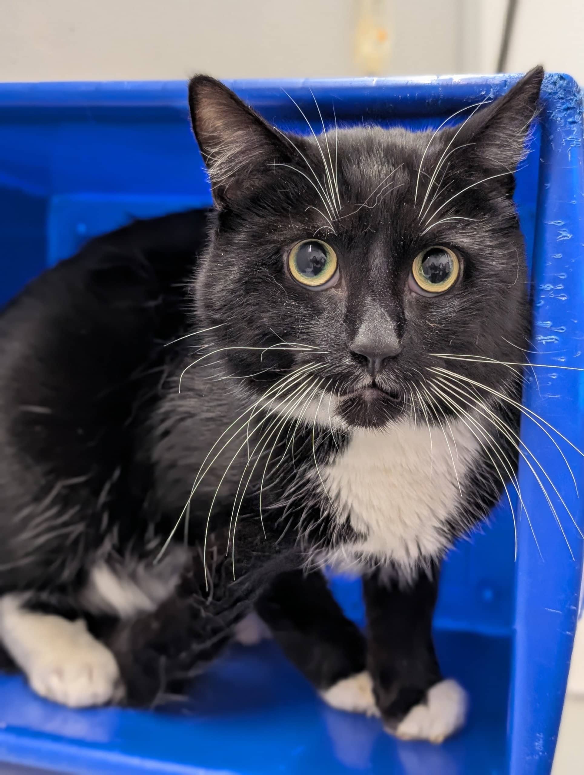 Loch Ness - Domestic Shorthair available for adoption