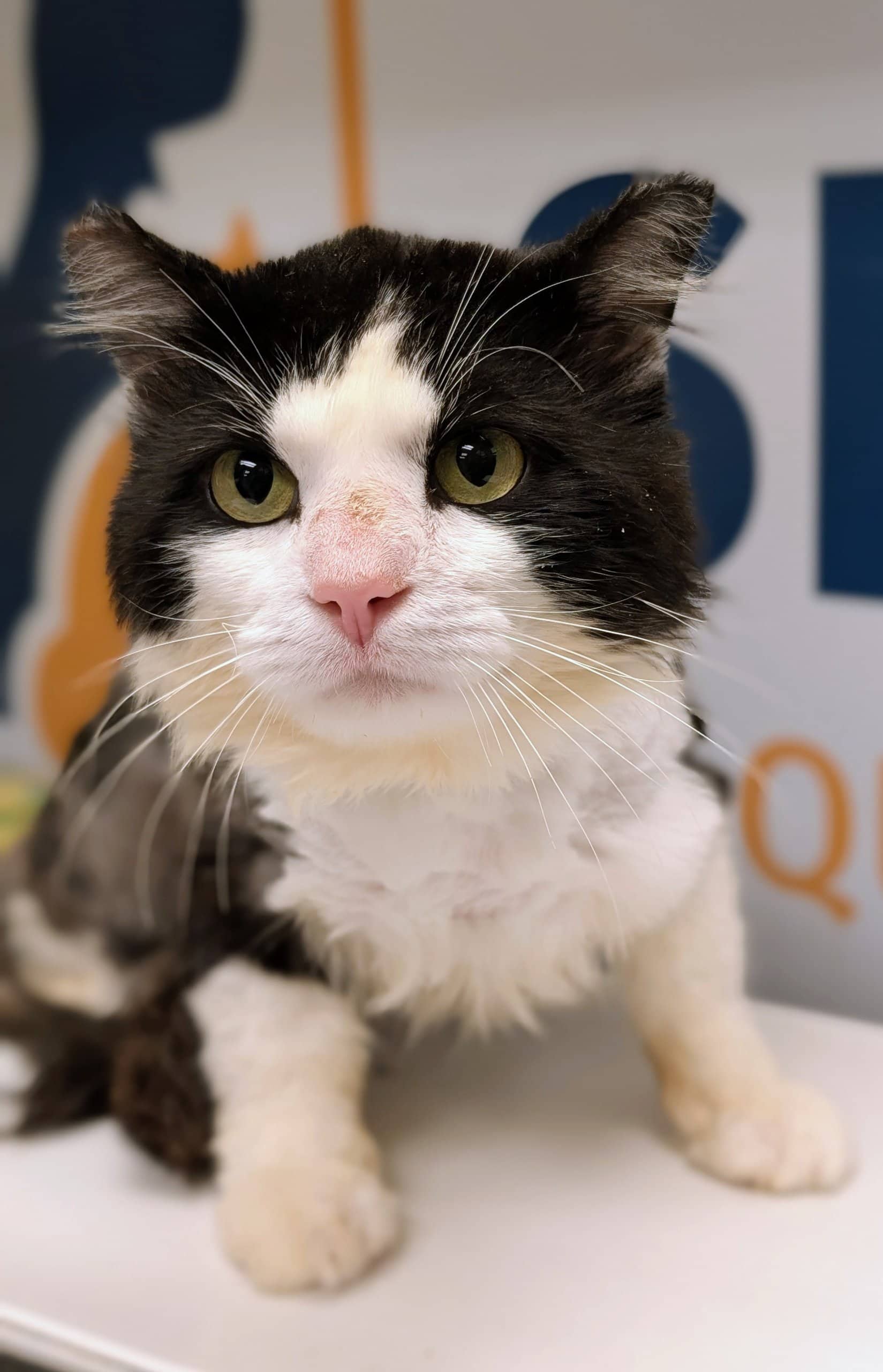 Glaçage - Domestic Shorthair available for adoption