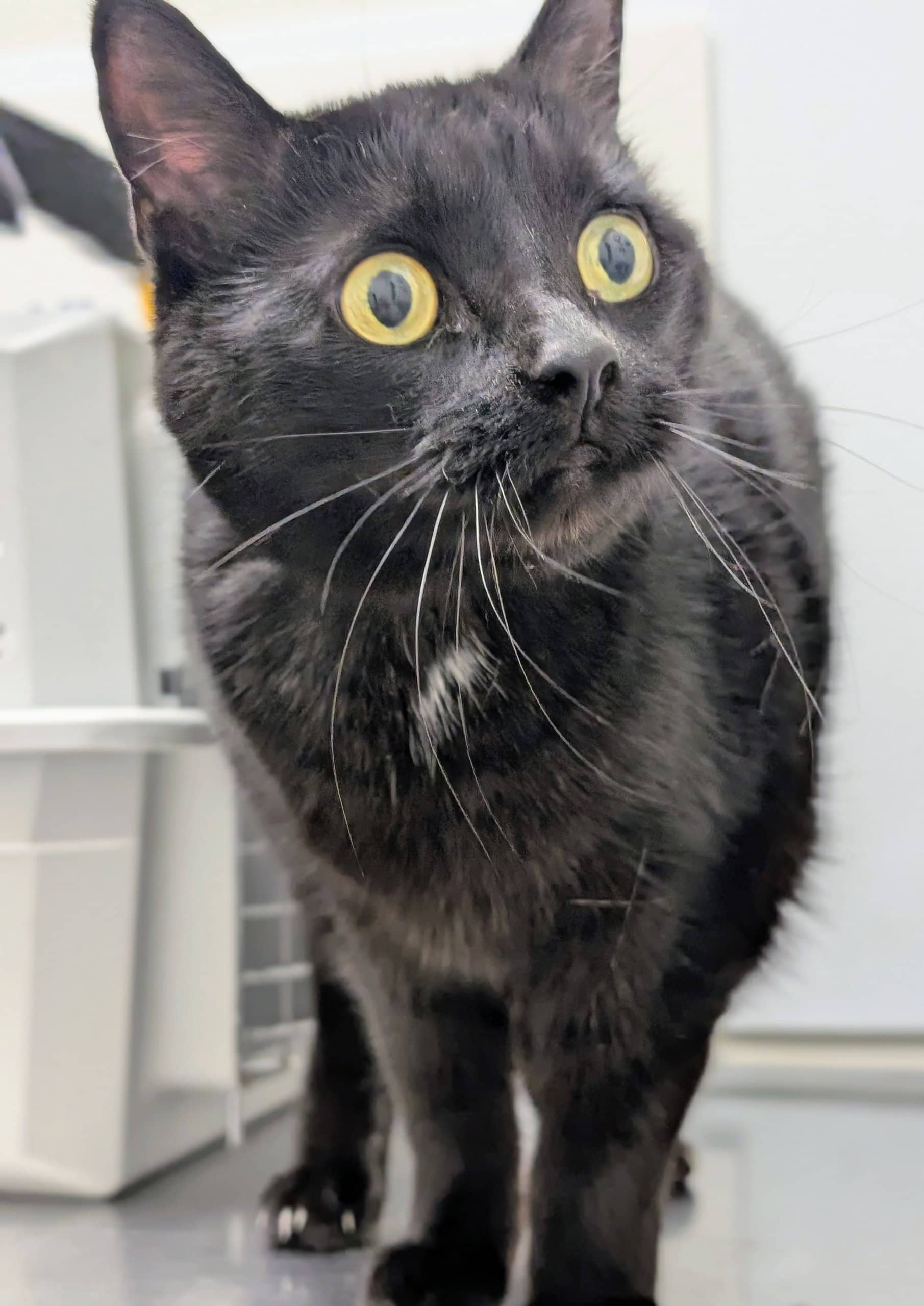 Khloé - Domestic Shorthair cat available for adoption in Quebec