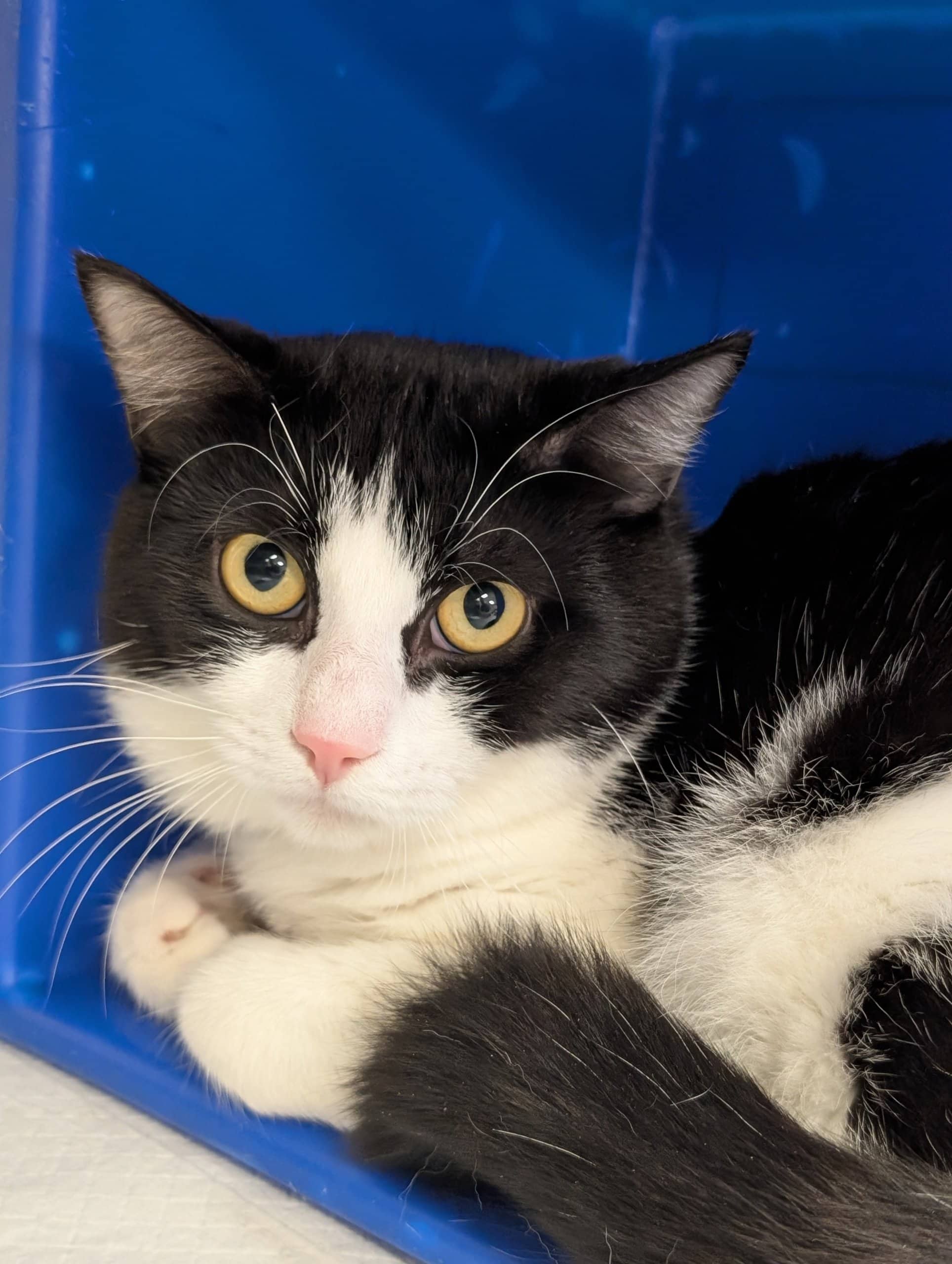 Biscuit et crème - Domestic Shorthair cat available for adoption at SPA de Québec in Quebec City