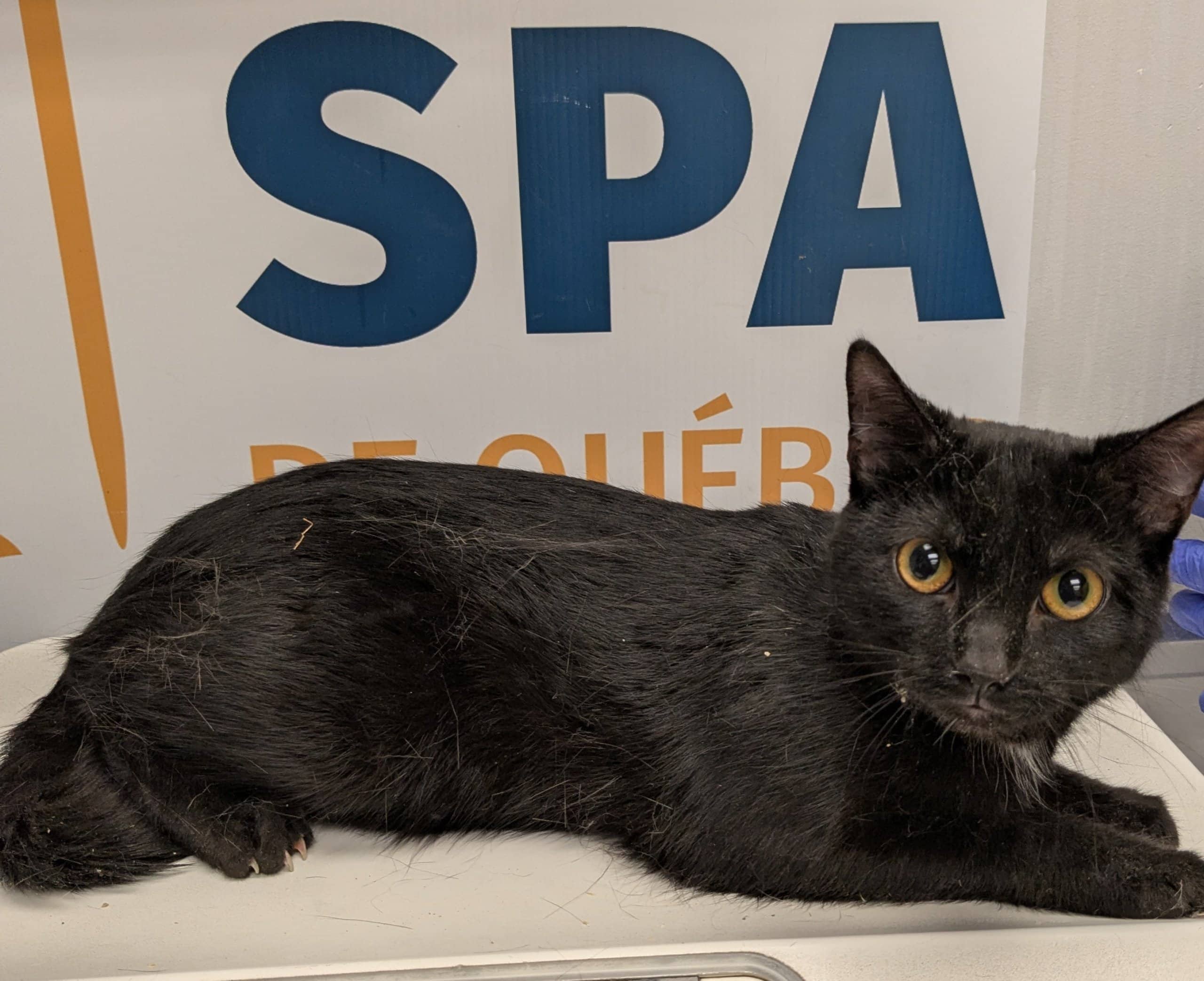 Bijoux - Domestic Shorthair cat available for adoption at SPA de Québec in Quebec City