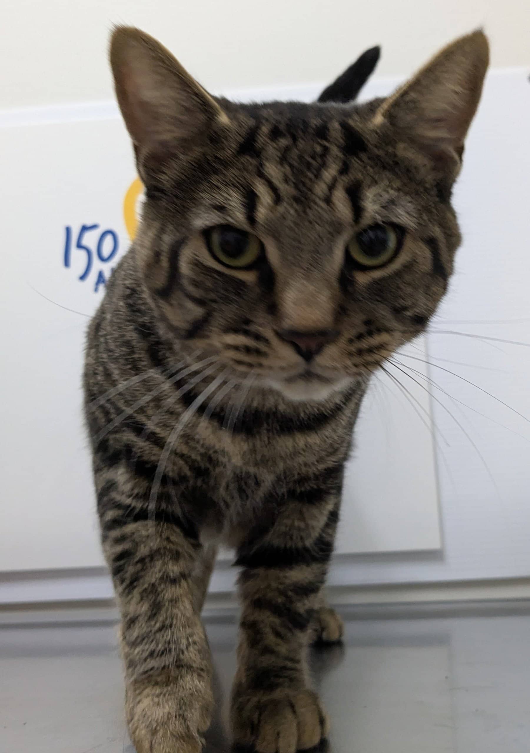 Pawblo (Pabblo) - Domestic Shorthair available for adoption