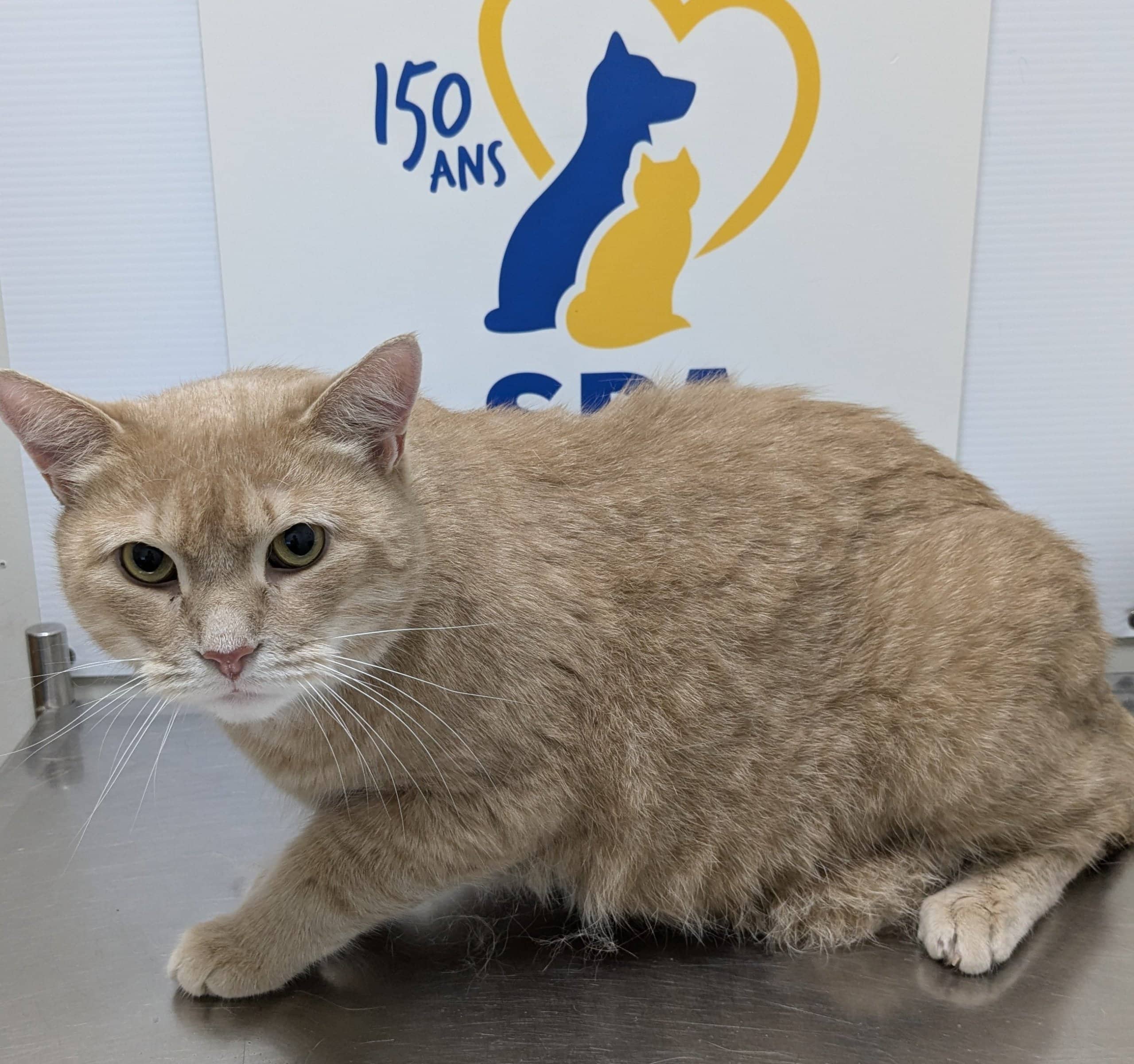Gargouille - Domestic Shorthair available for adoption