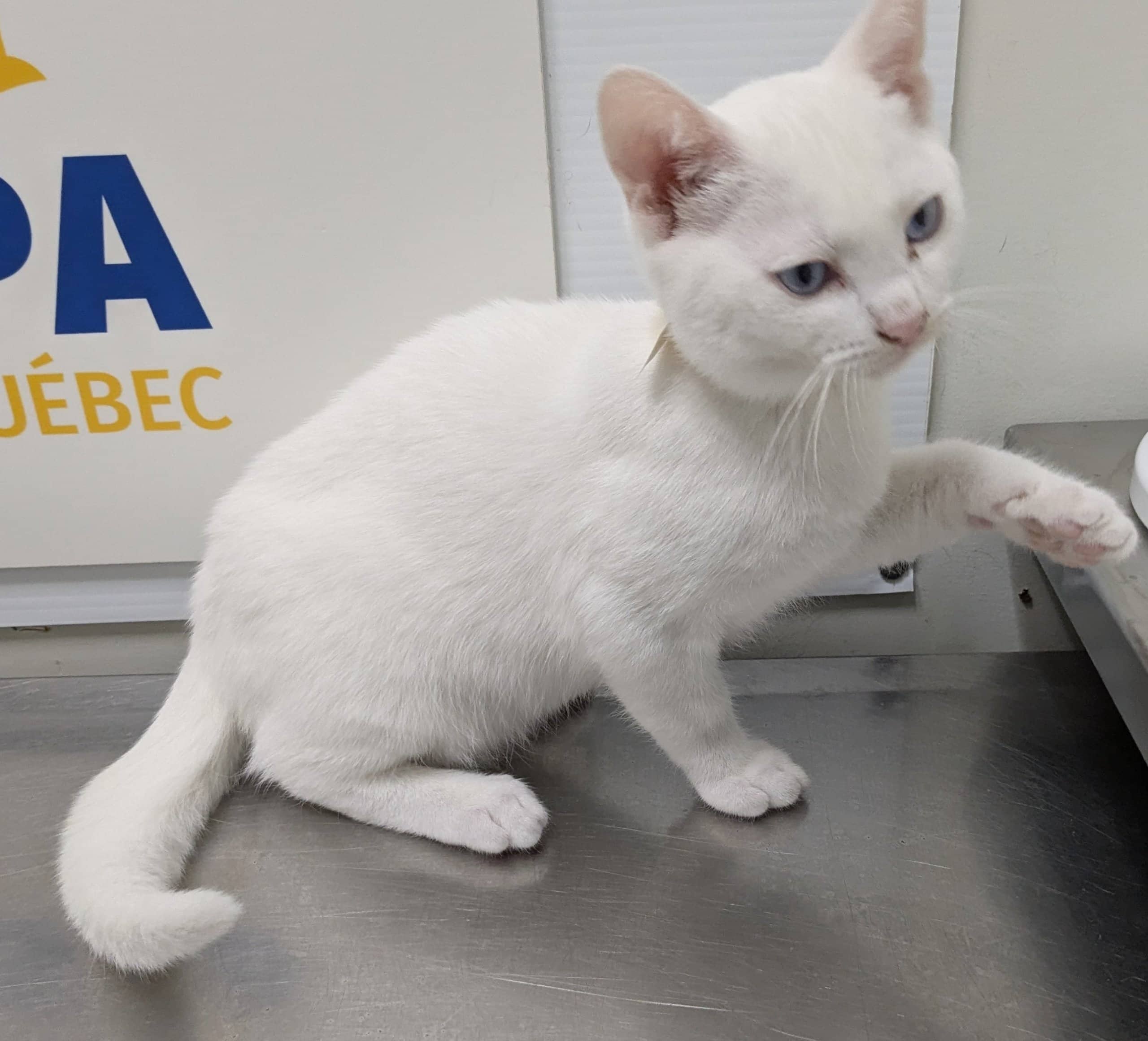 Kyoka - Domestic Shorthair available for adoption