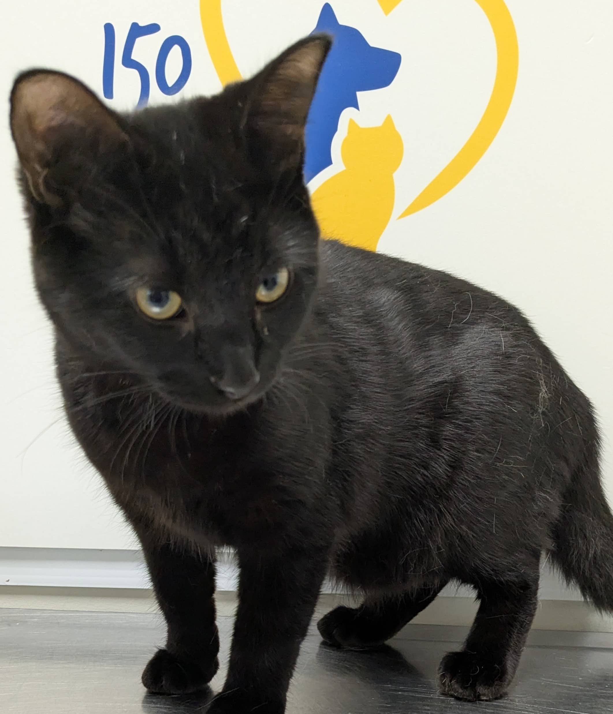 Cannelle - Domestic Shorthair available for adoption