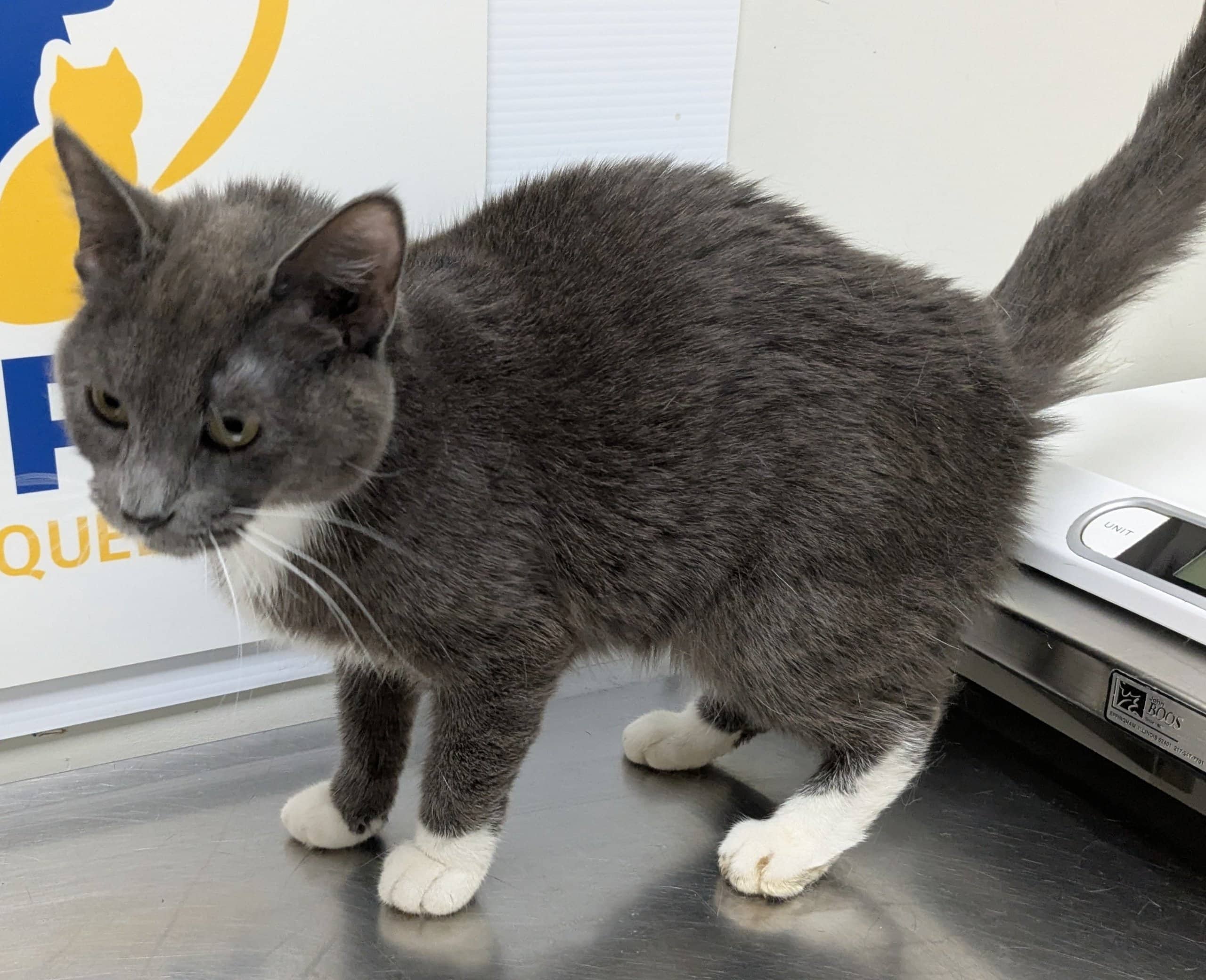 Juliette - Domestic Shorthair available for adoption