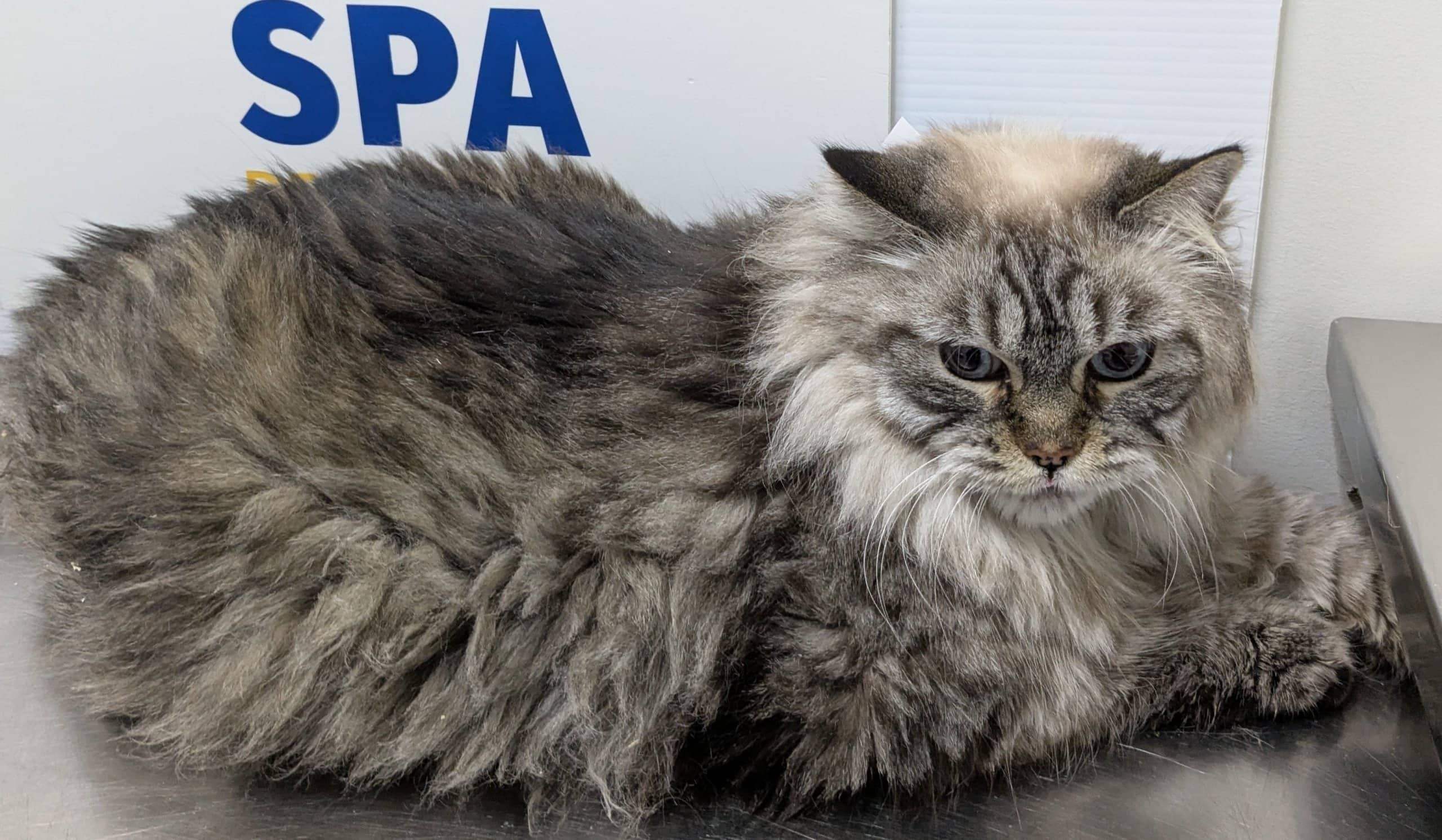 Belle - Domestic Shorthair available for adoption
