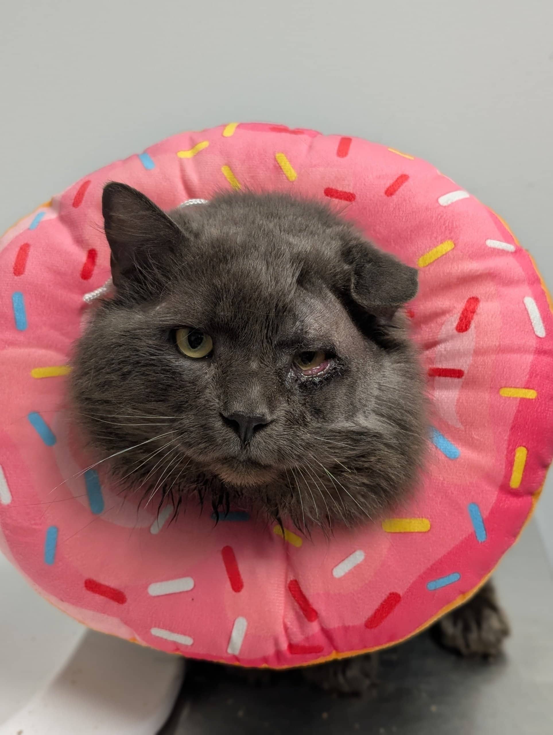 Champi - Domestic Shorthair cat available for adoption in Quebec