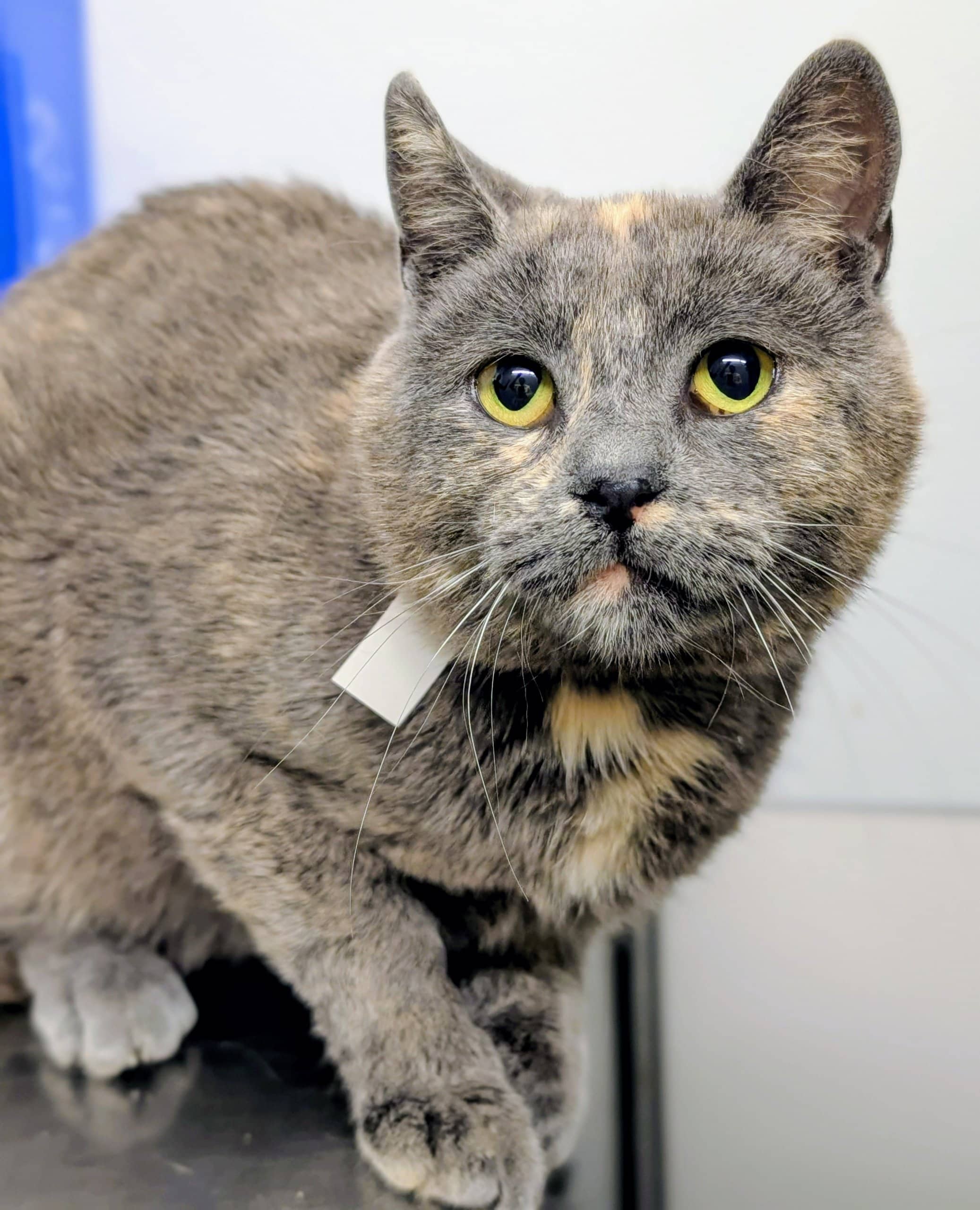 Licorne en Grève - Domestic Shorthair cat available for adoption at SPA de Québec in Quebec City