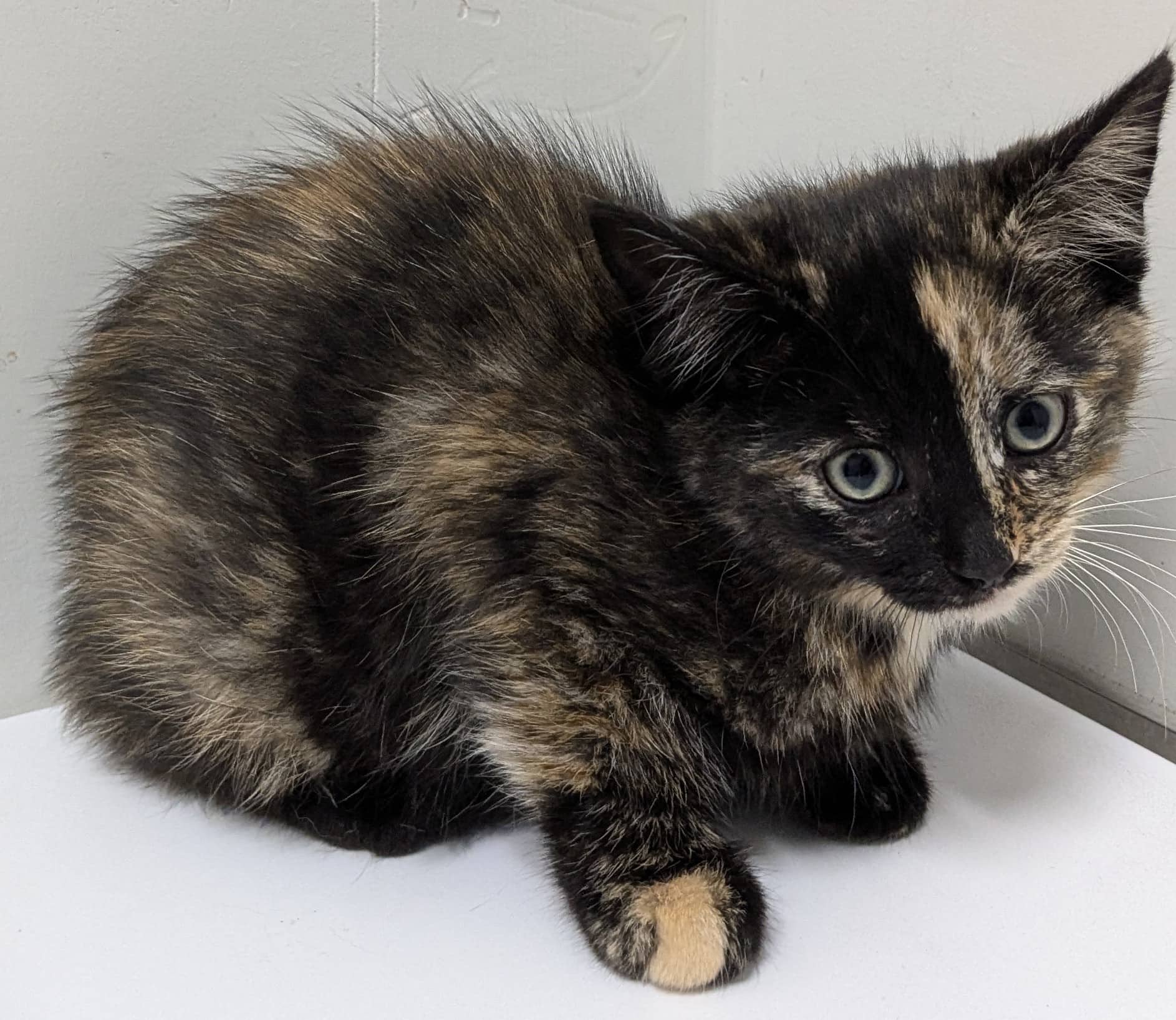 Berri-UQAM - Domestic Shorthair cat available for adoption at SPA de Québec in Quebec City