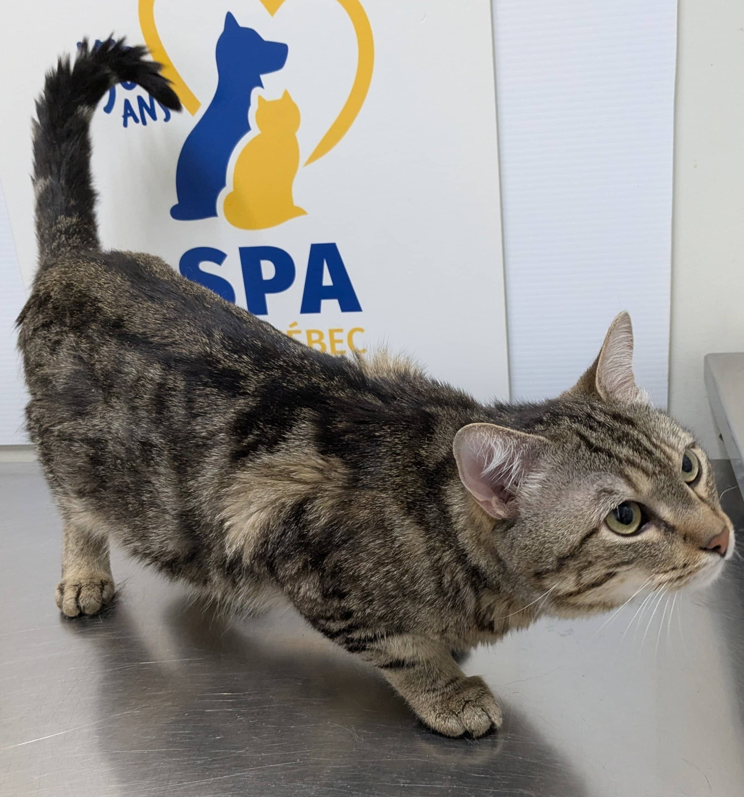 Milou - Domestic Shorthair cat available for adoption at SPA de Québec in Quebec City