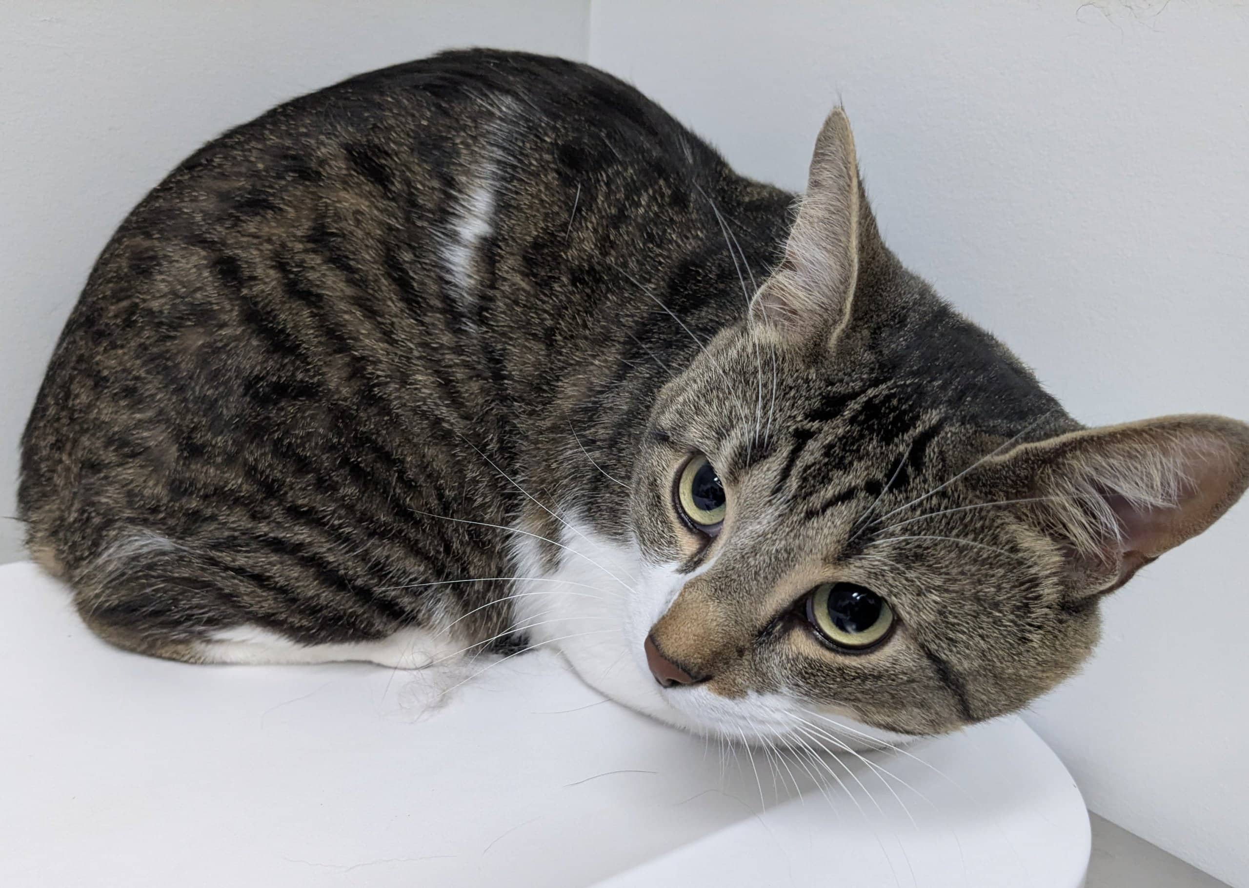 Miska - Domestic Shorthair available for adoption