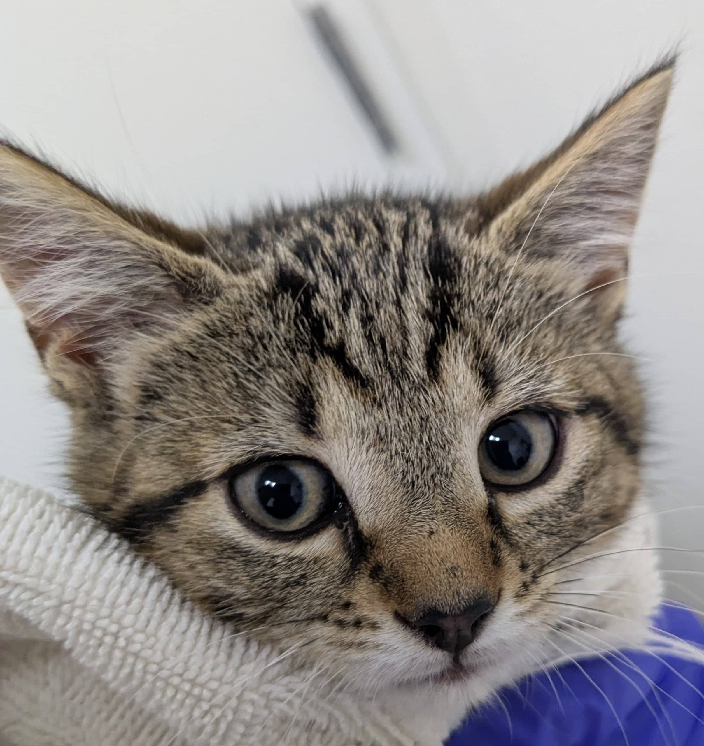 Bonaventure - Domestic Shorthair available for adoption