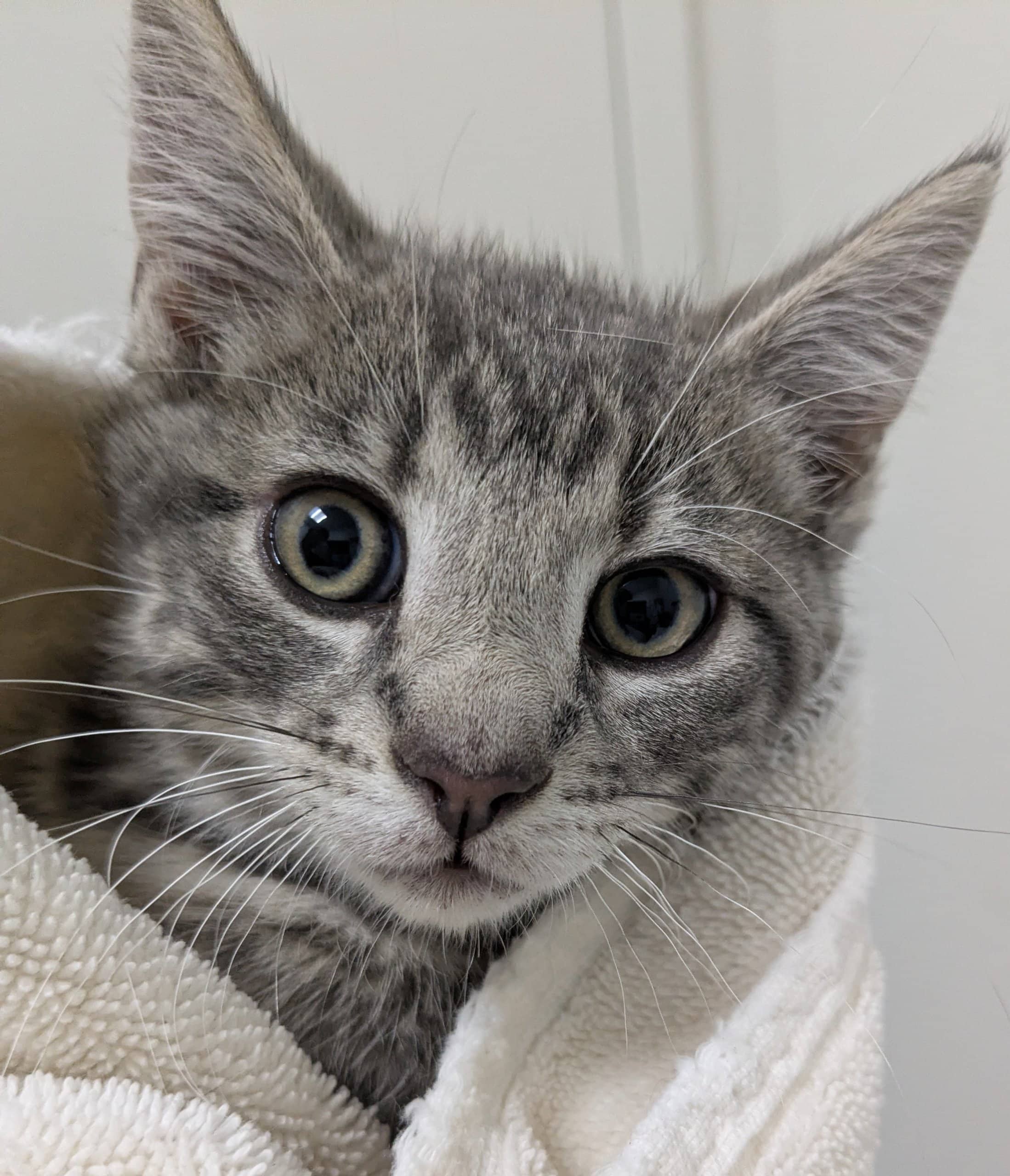 McGill - Domestic Shorthair available for adoption