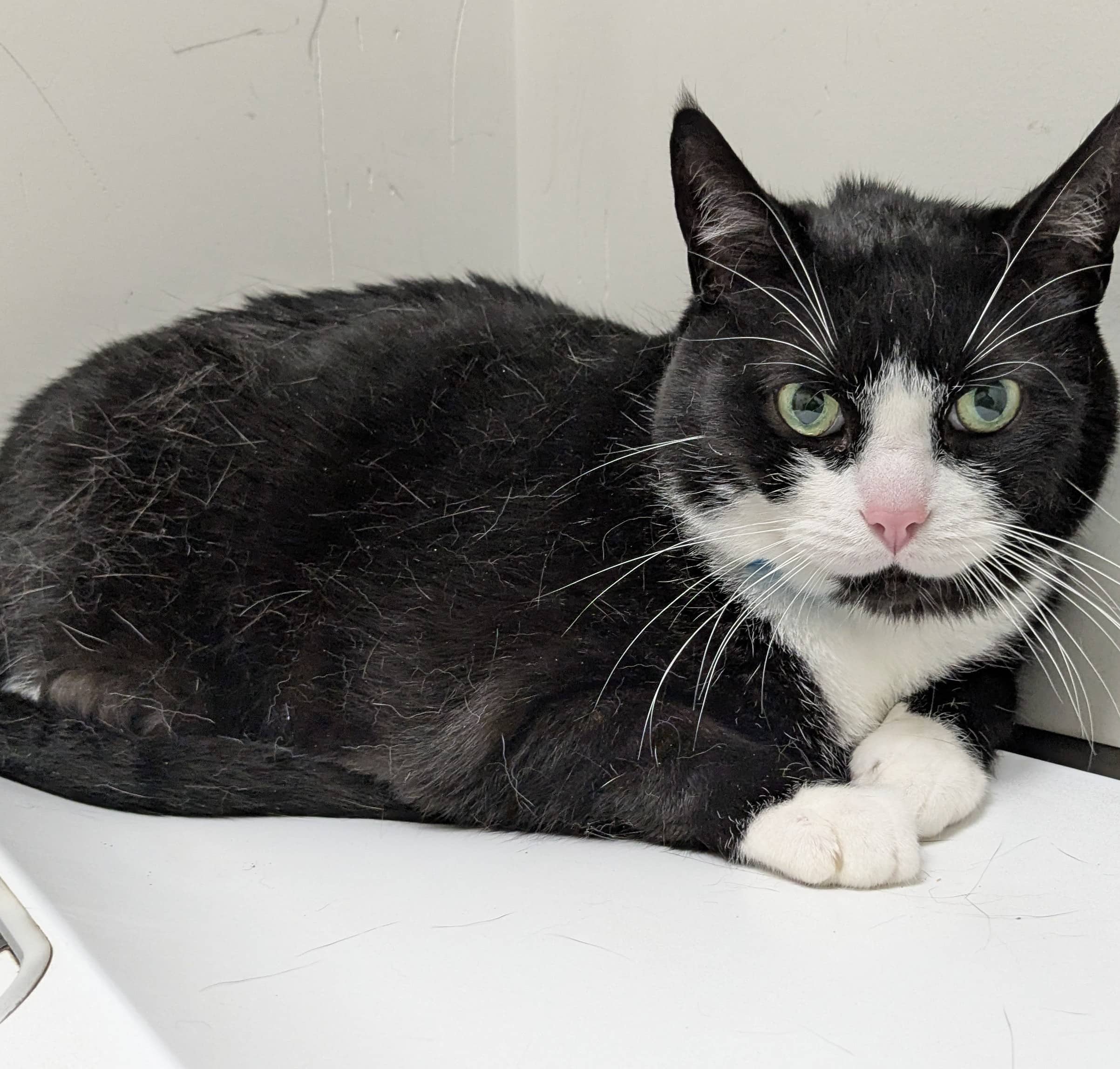 Patch - Domestic Shorthair available for adoption