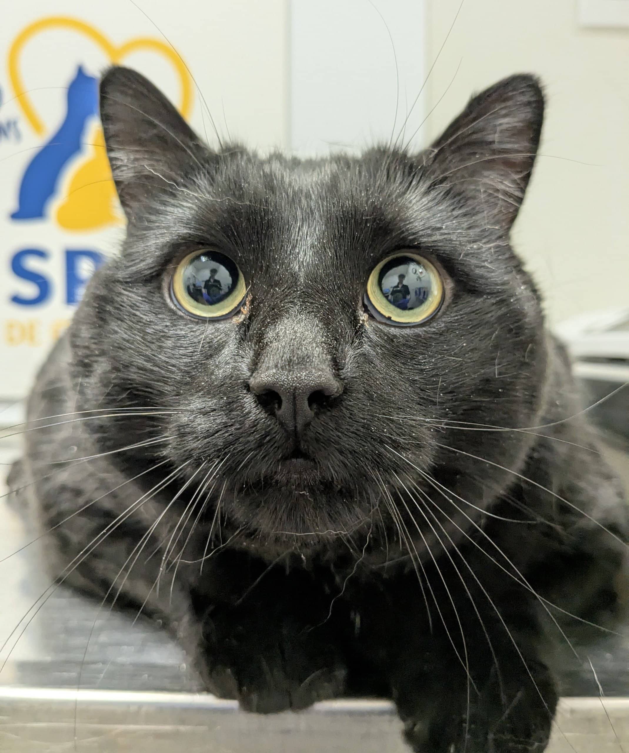 Lola - Domestic Shorthair cat available for adoption at SPA de Québec in Quebec City