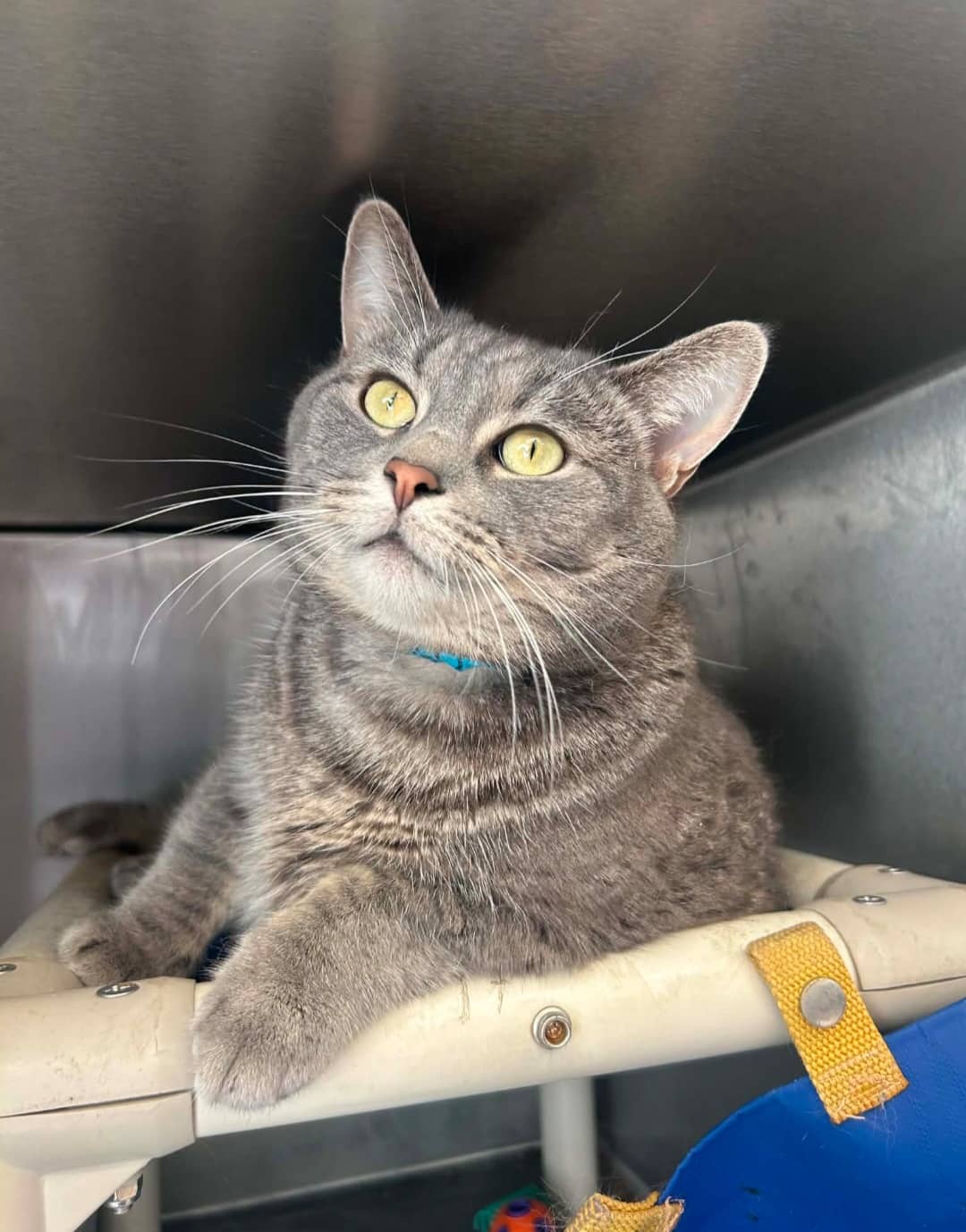 Susie - Domestic Shorthair available for adoption