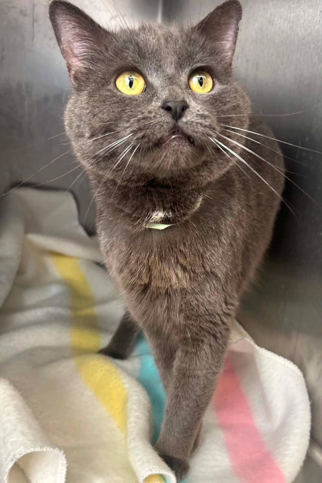 Raphaël Chocolat - Domestic Shorthair available for adoption