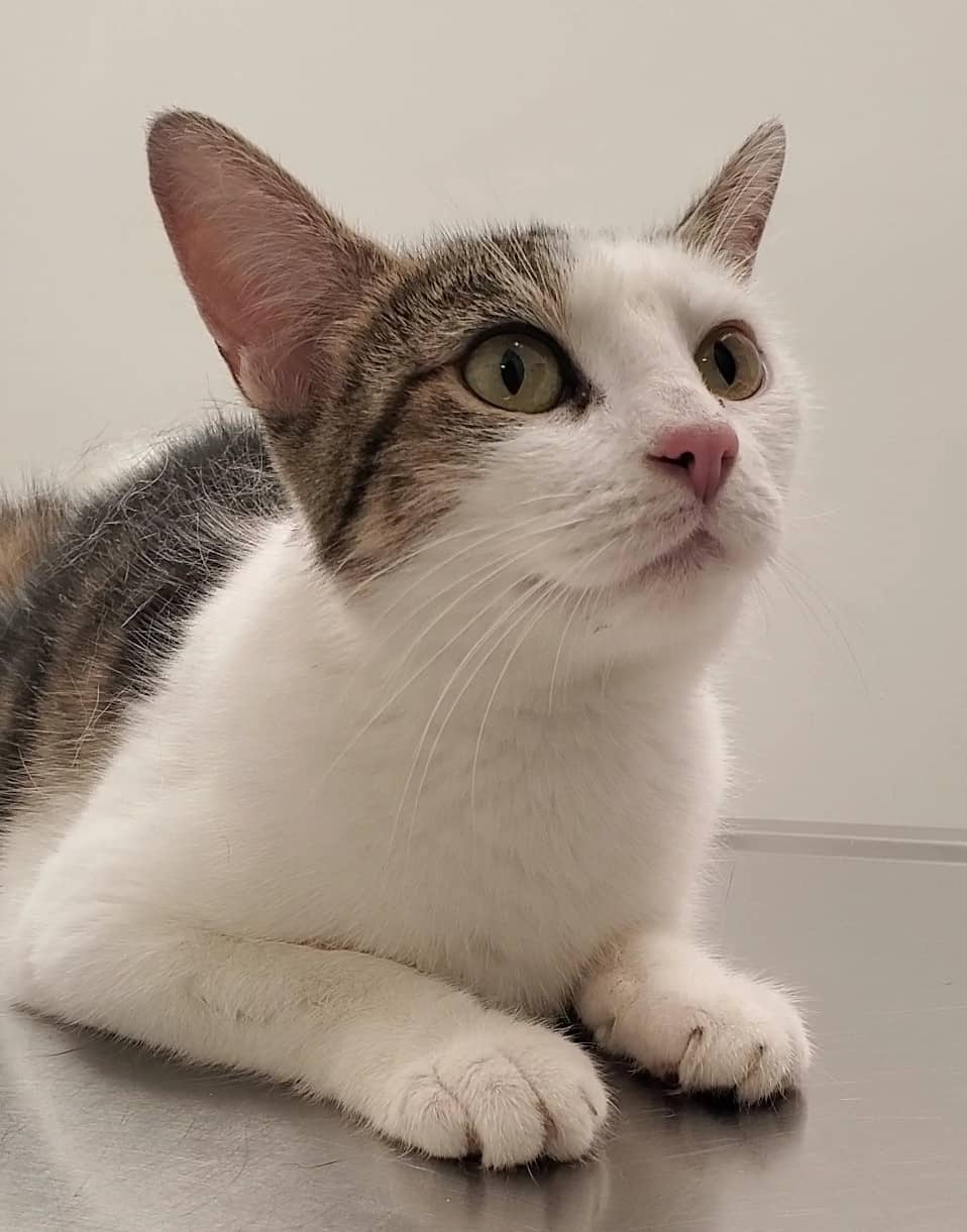 Chieftain - Domestic Shorthair cat available for adoption at SPA de Québec in Quebec City
