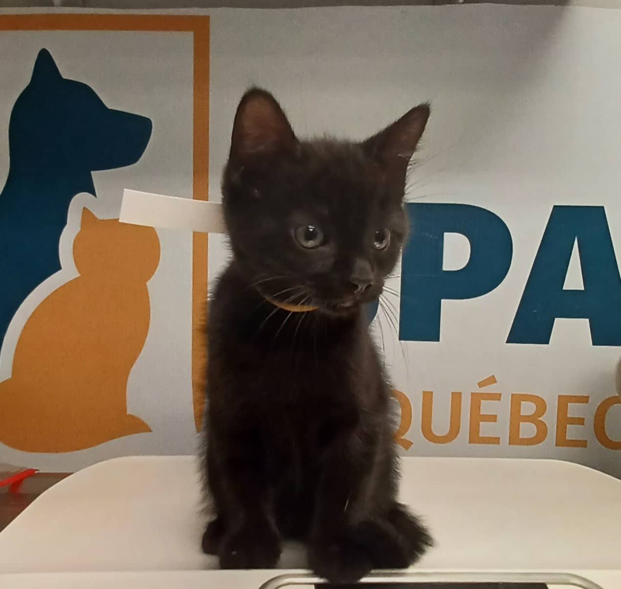 Petite Boule Noire - Domestic Shorthair cat available for adoption at SPA de Québec in Quebec City