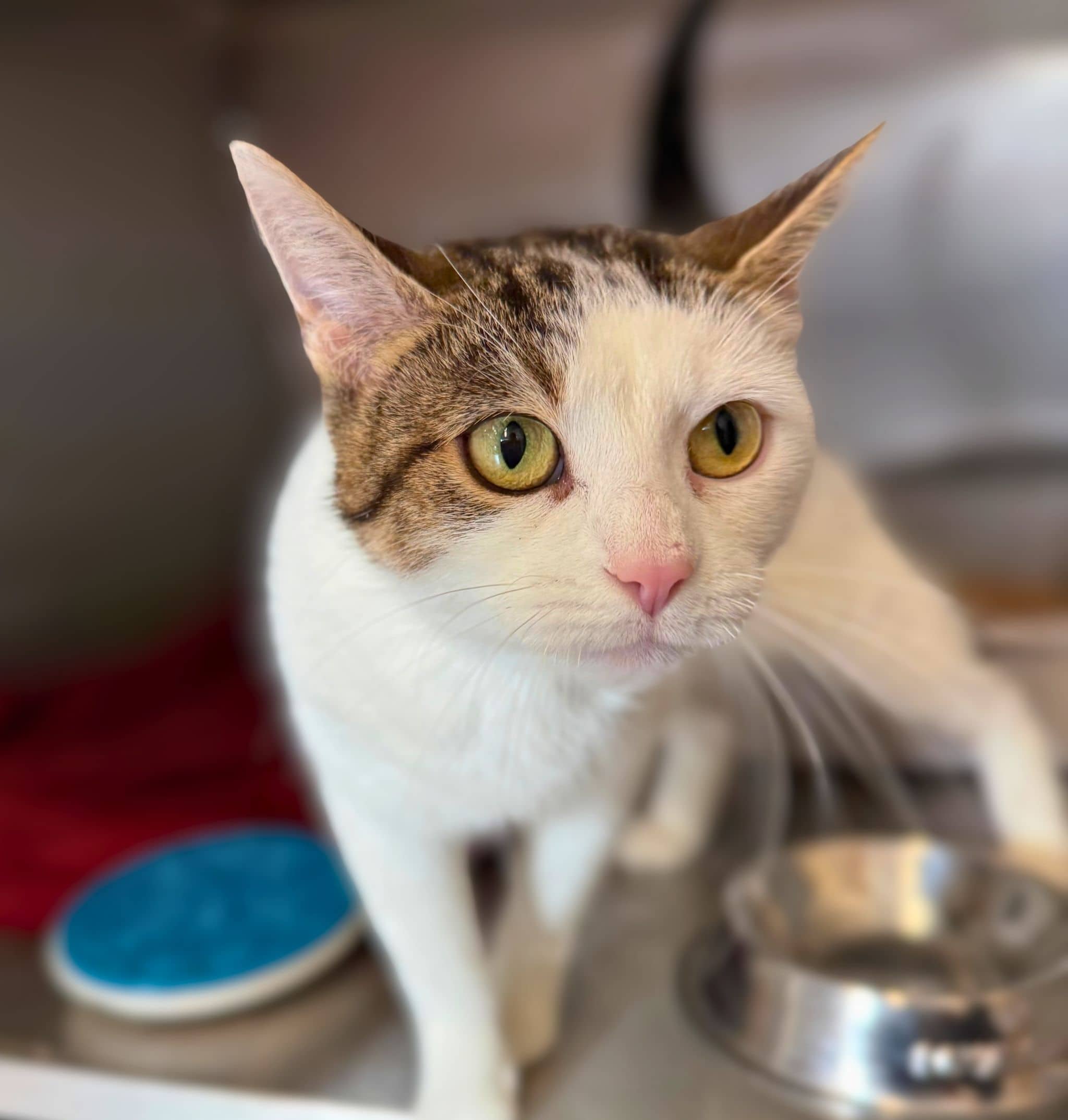 Chieftain - Domestic Shorthair available for adoption
