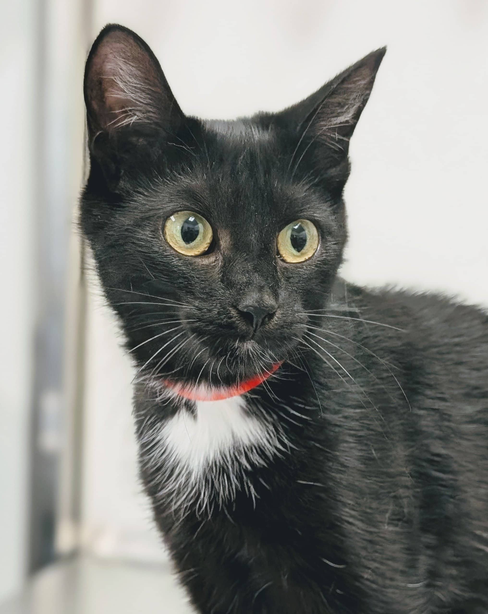 Mérinos - Domestic Shorthair cat available for adoption at SPA de Québec in Quebec City
