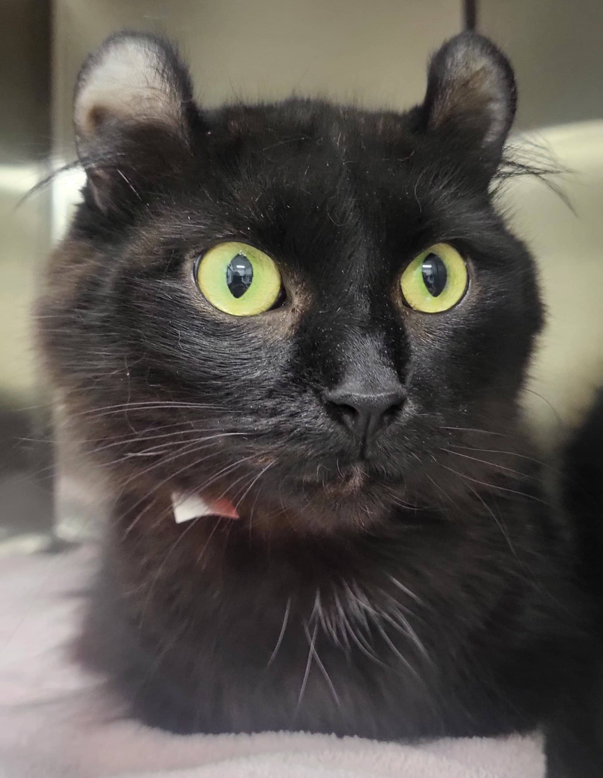 Betty - Domestic Shorthair available for adoption